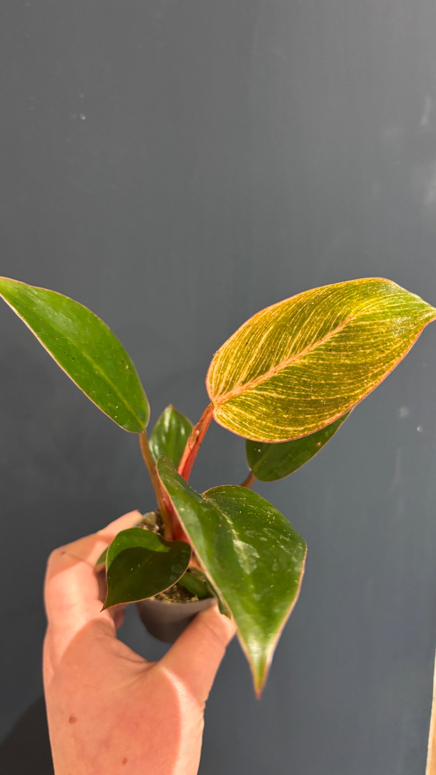 Philodendron pink Birkin 6cm pot