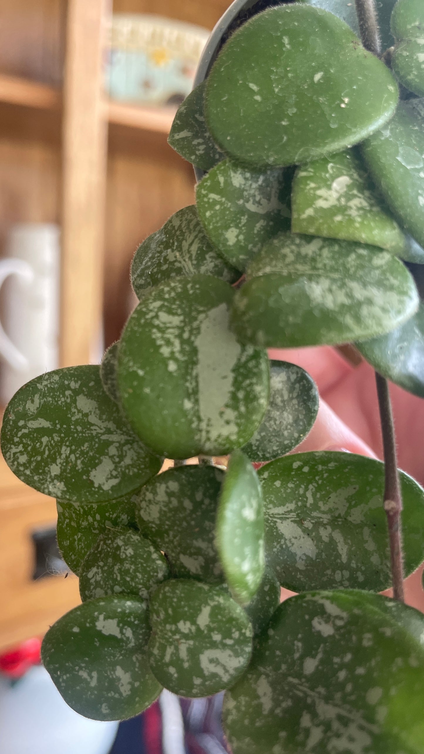 Hoya Mathilde Splash 6cm