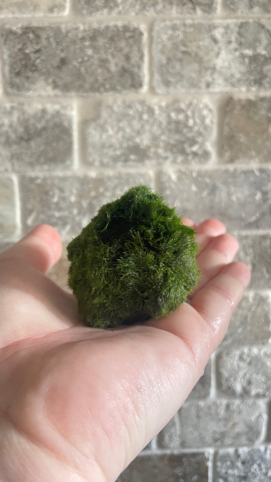 Marimo moss balls