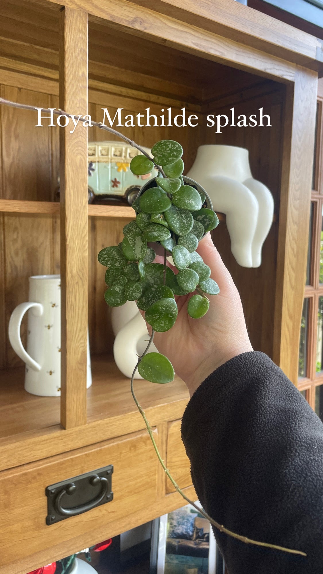 Hoya Mathilde Splash 6cm