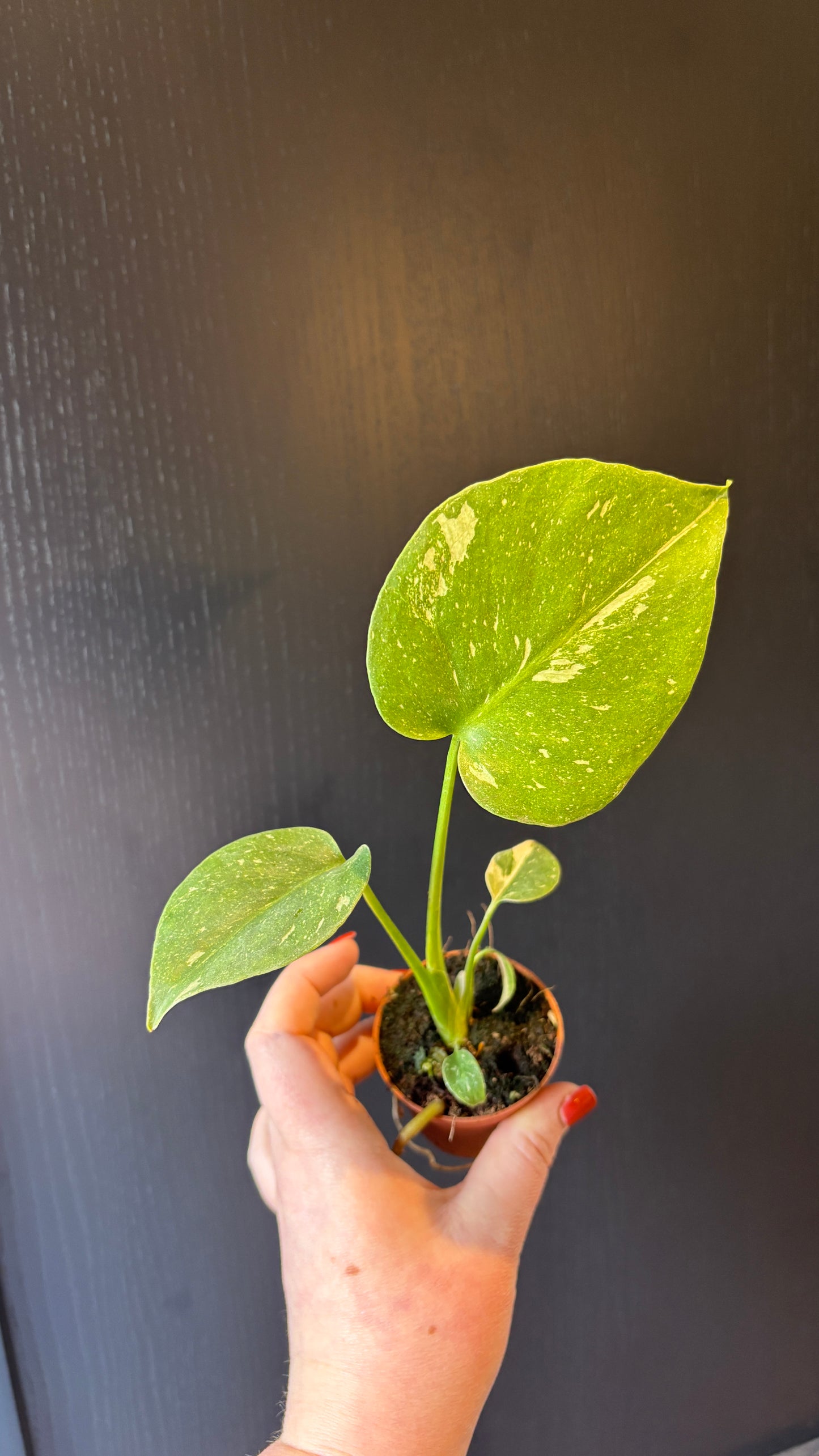 Monstera Thai Constellation 6cm pot- most ready to upgrade pot size (grab a bargain!)