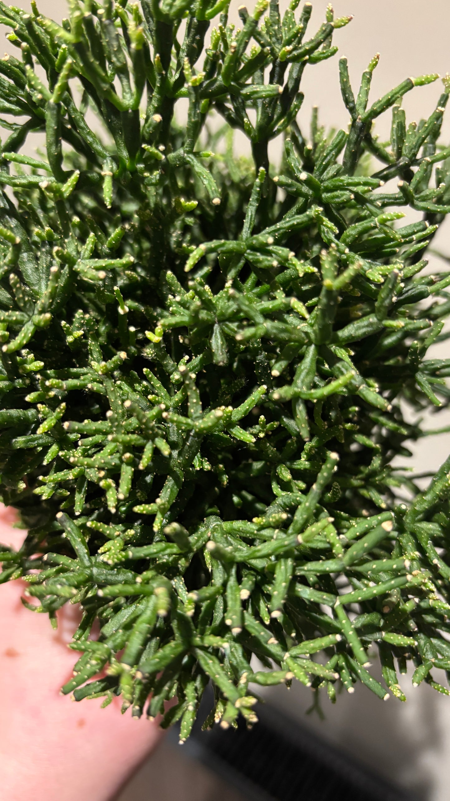 Hatiora dancing bone cactus