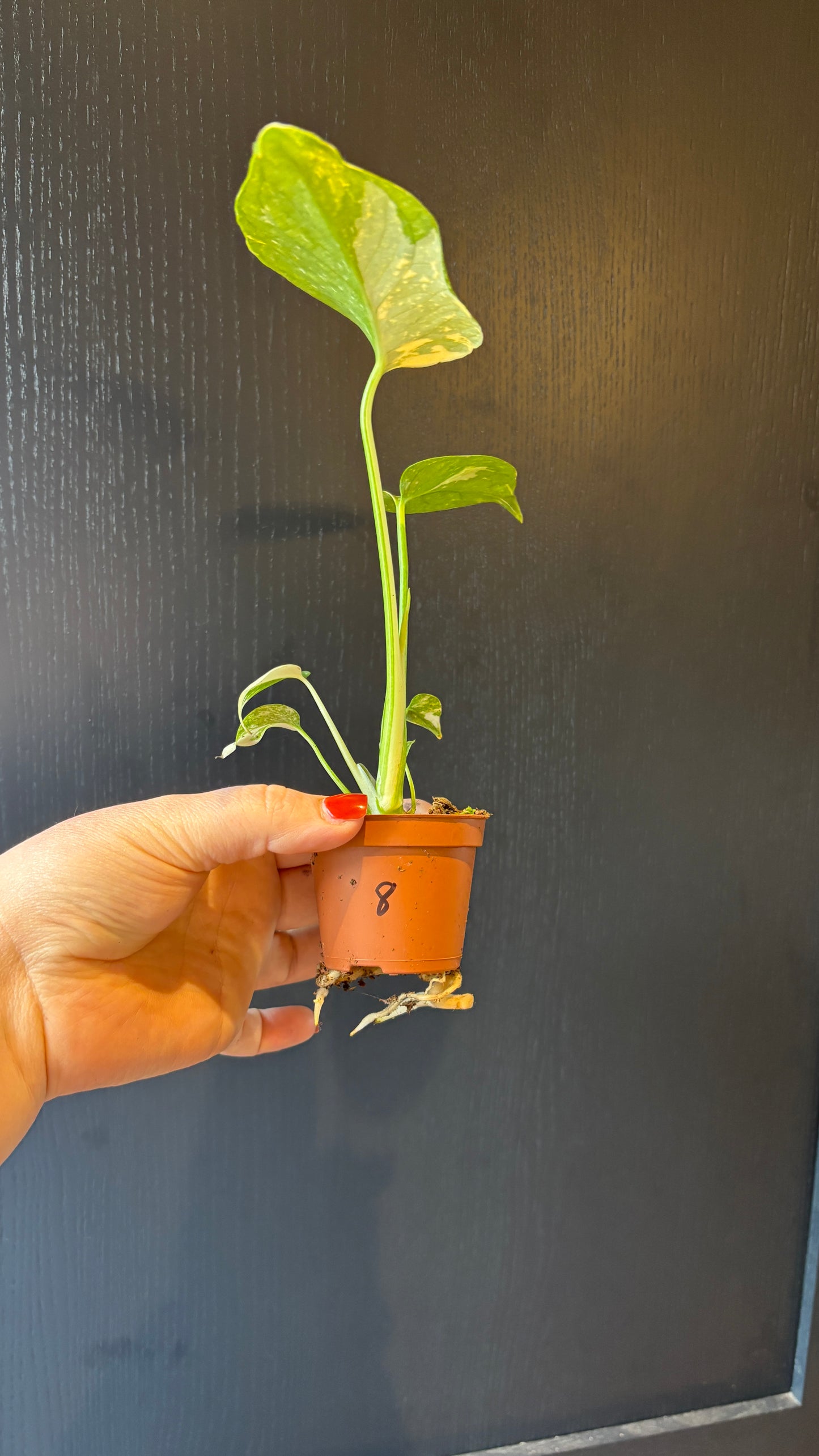 Monstera Thai Constellation 6cm pot- most ready to upgrade pot size (grab a bargain!)