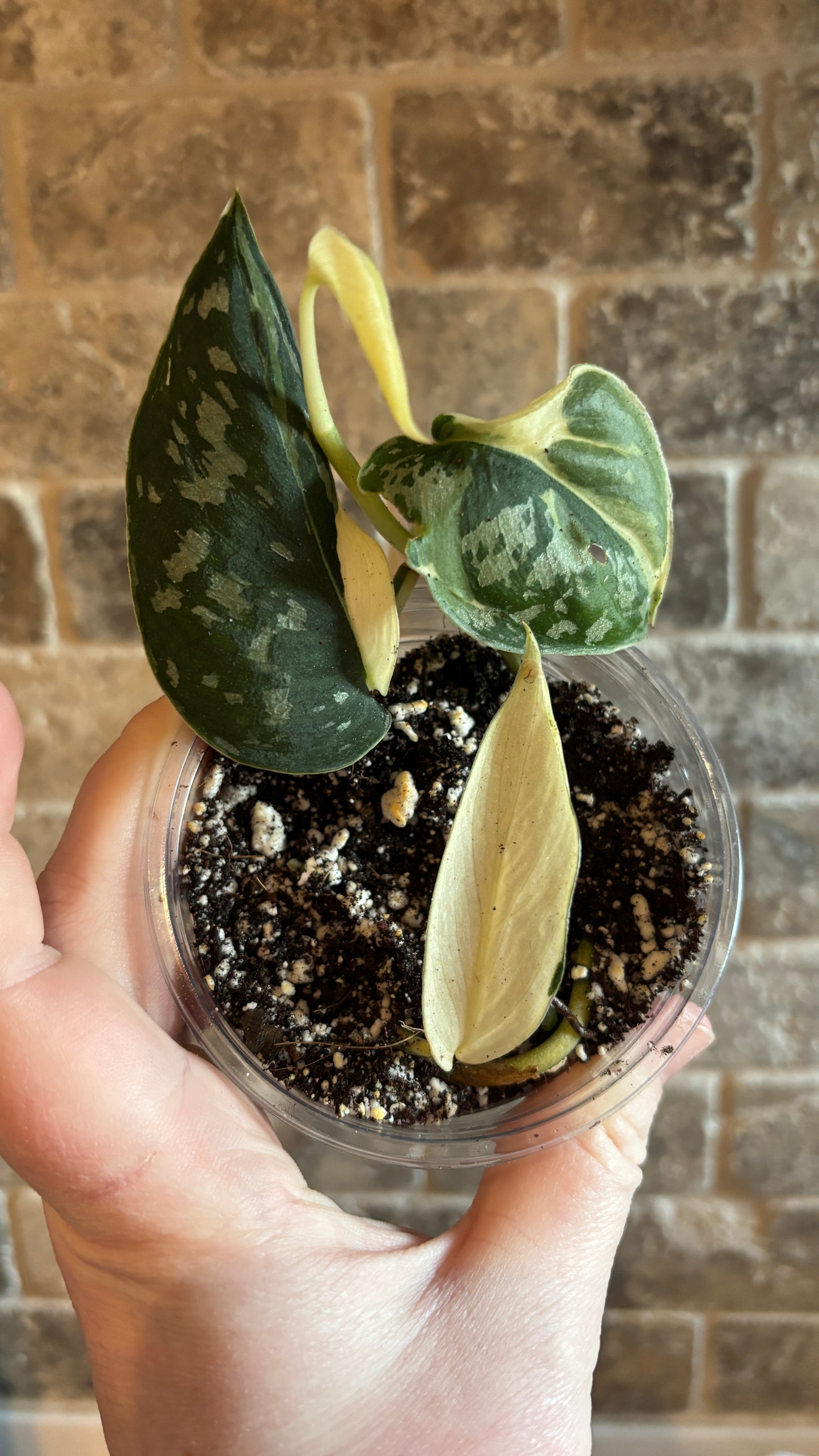 Scindapsus mayari variegated rooted plant 6cm pot