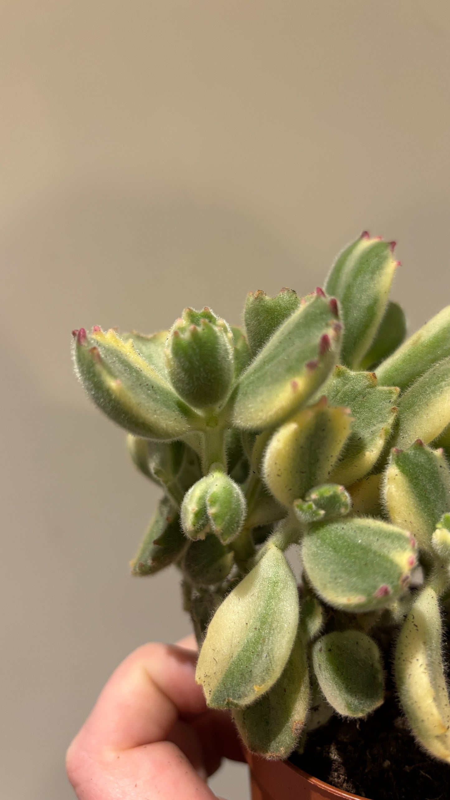 Cotyledon Ladysmithiensis  Varigata 'Variegated Bears Paw' Succulent in 8.5cm pot