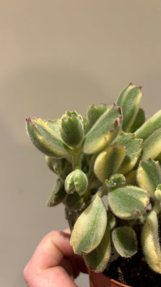 Cotyledon Ladysmithiensis  Varigata 'Variegated Bears Paw' Succulent in 8.5cm pot