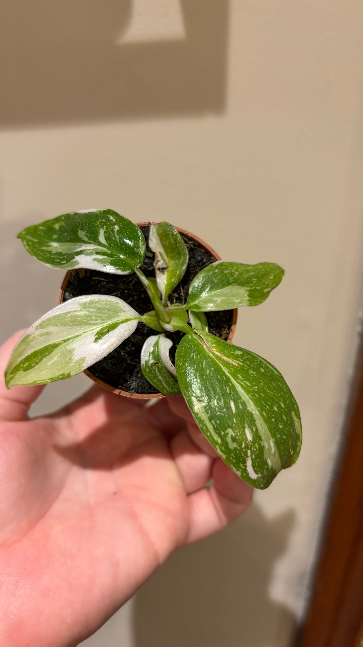 *Reduced to clear* philodendron white princess