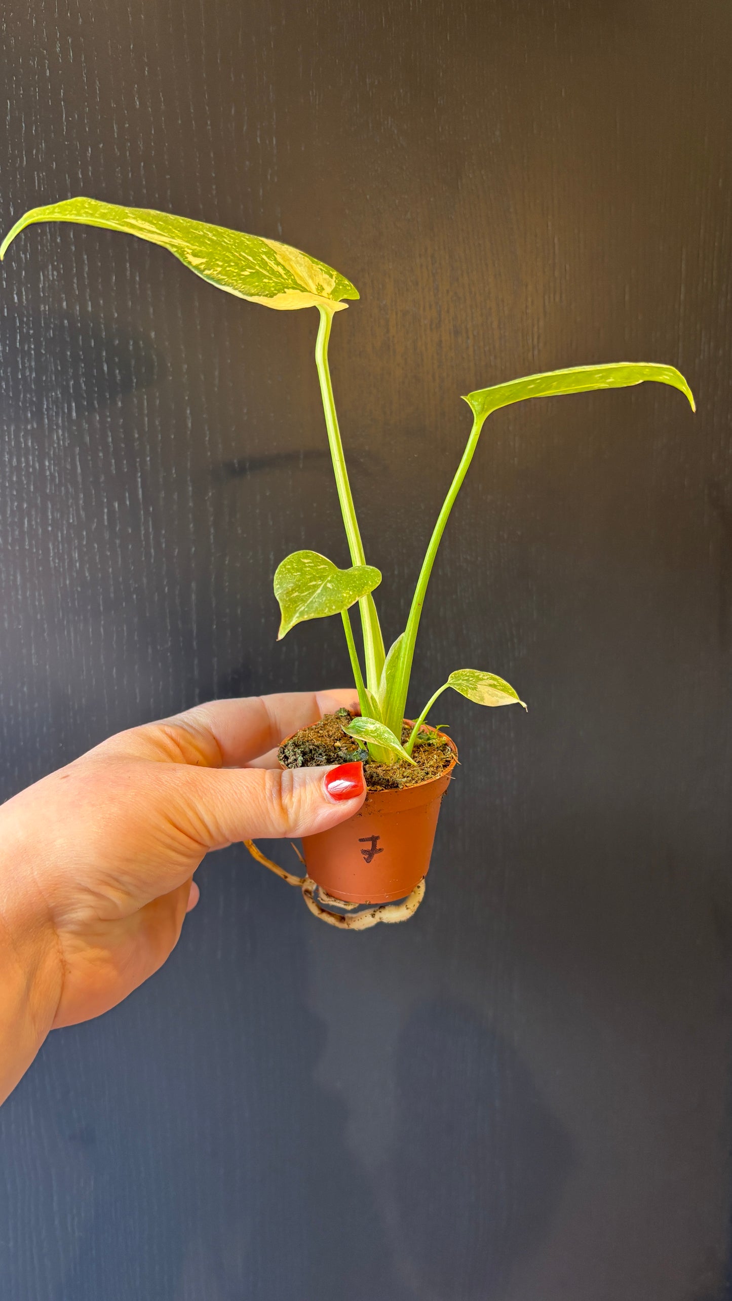 Monstera Thai Constellation 6cm pot- most ready to upgrade pot size (grab a bargain!)