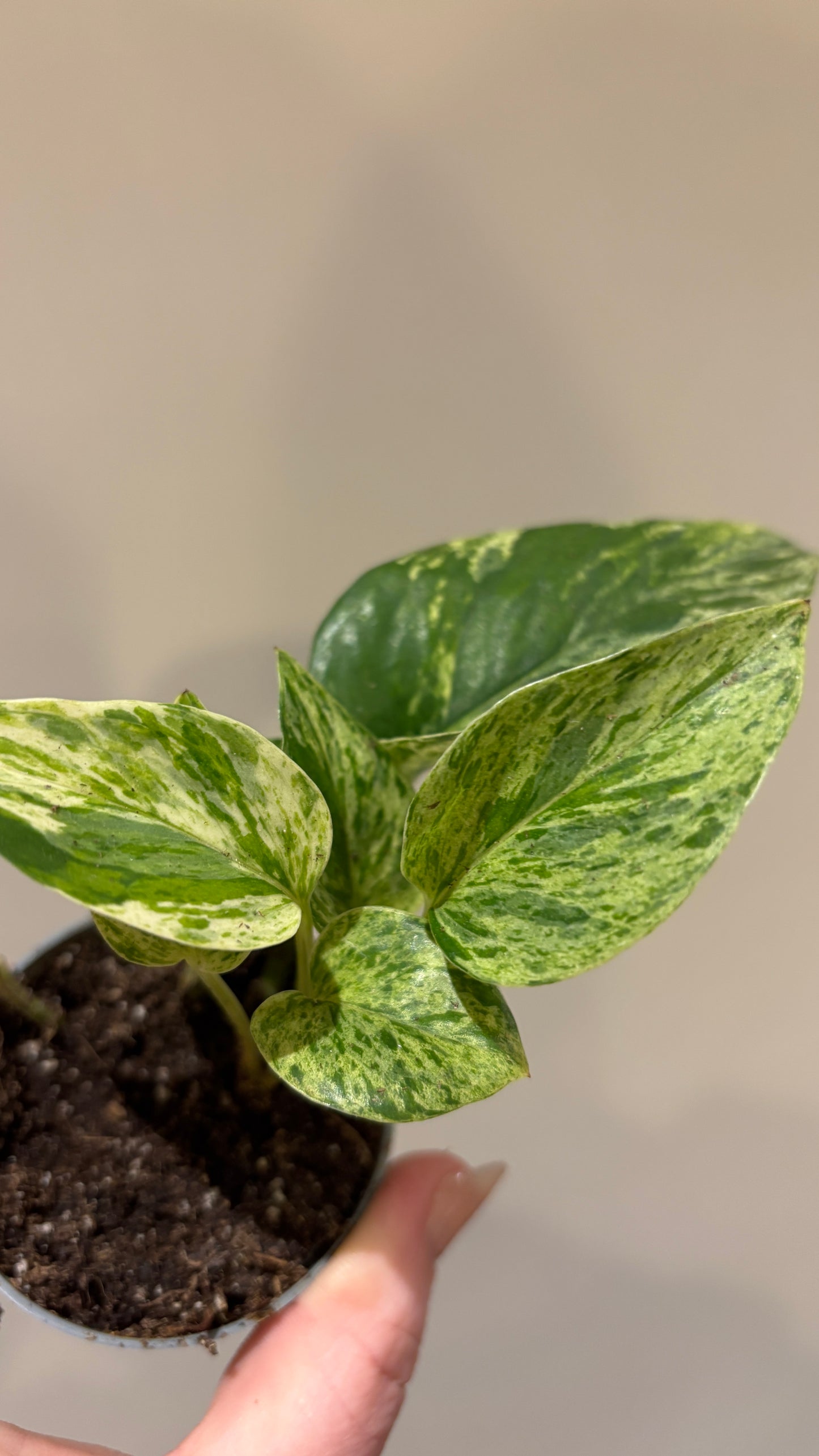 Scindapsus Marble Queen 6cm