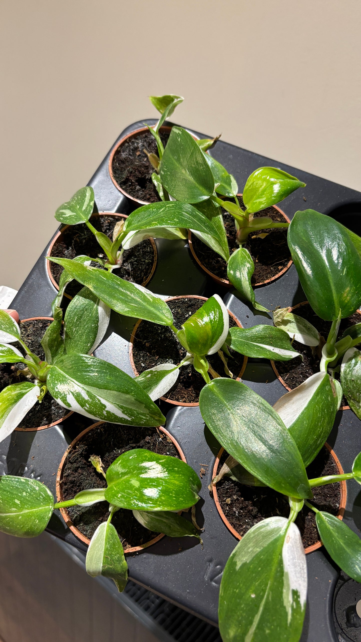 *Reduced to clear* philodendron white princess