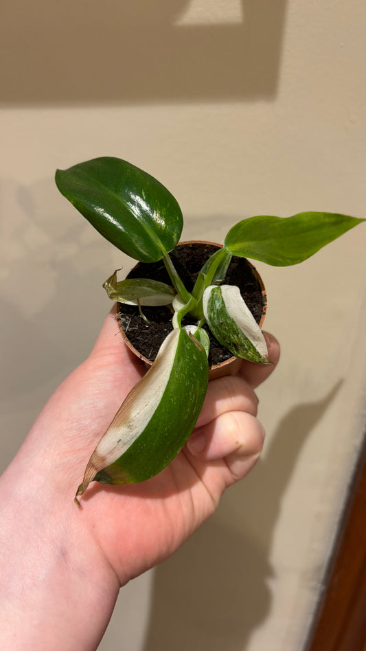 *Reduced to clear* philodendron white princess