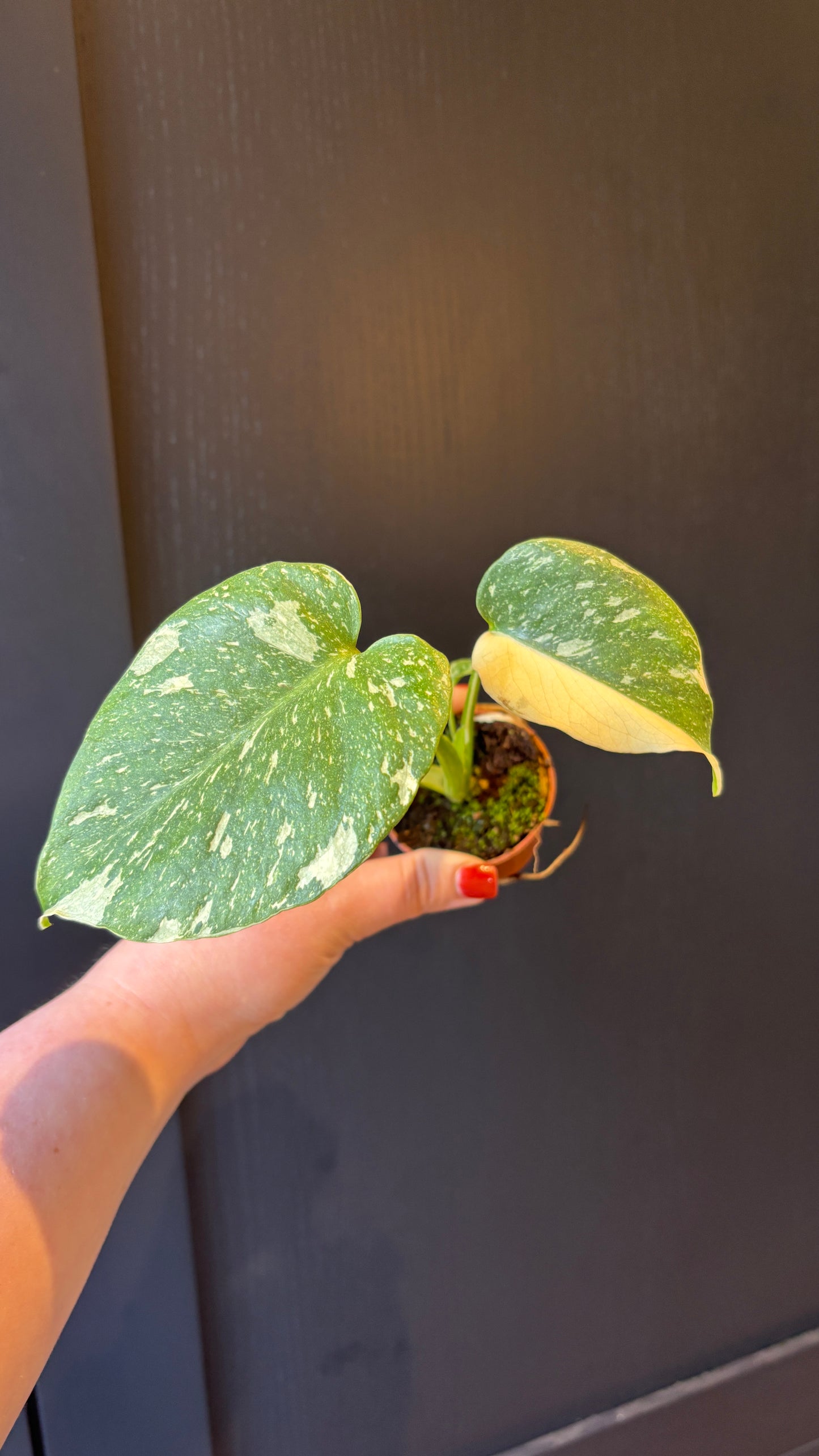 Monstera Thai Constellation 6cm pot- most ready to upgrade pot size (grab a bargain!)