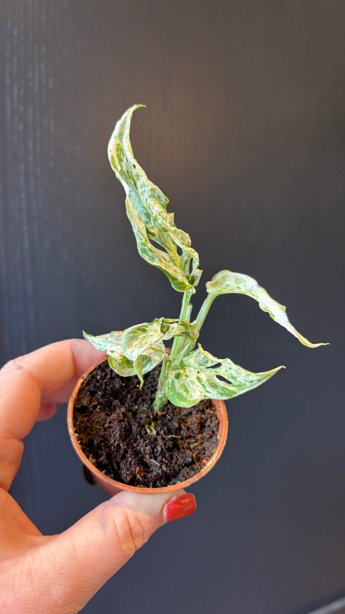 Monstera adansonii frozen freckles 6cm pot