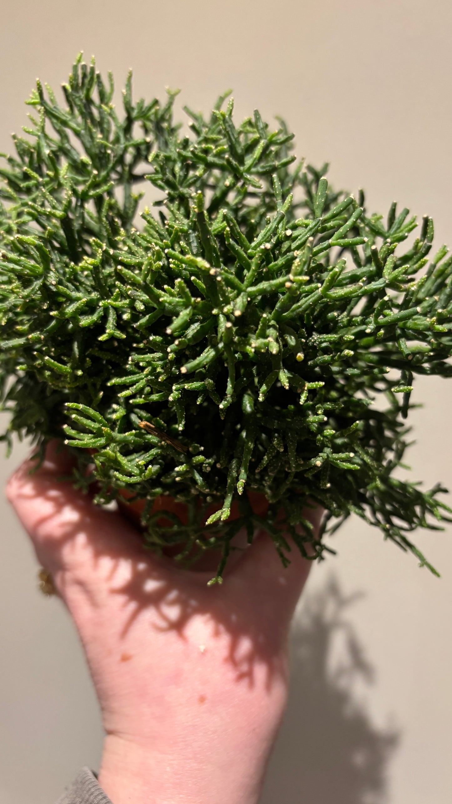 Hatiora dancing bone cactus