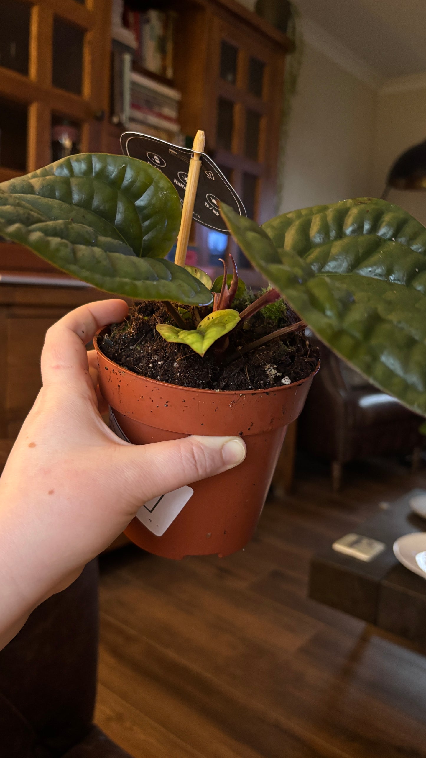 Anthurium luxurians x Radicans 12cm pot