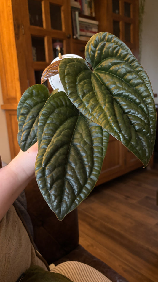Anthurium luxurians x Radicans 12cm pot