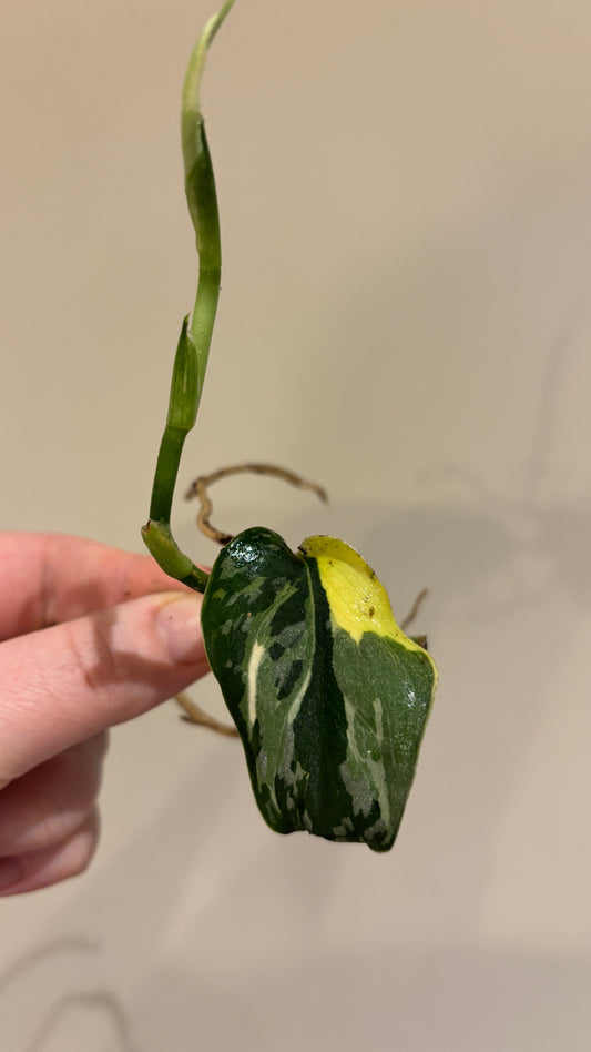 Scindapsus mayari variegated rooted cutting