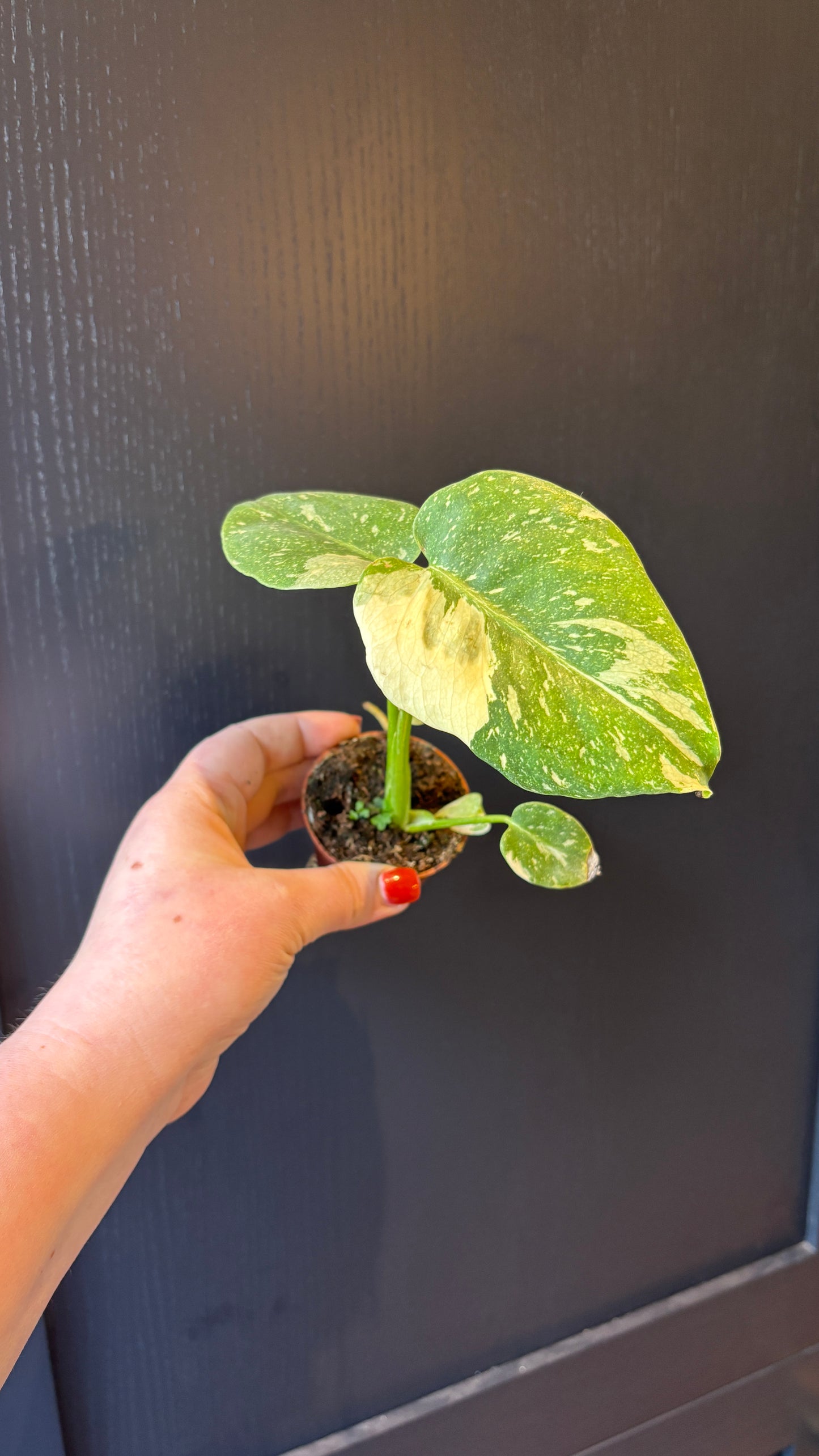 Monstera Thai Constellation 6cm pot- most ready to upgrade pot size (grab a bargain!)