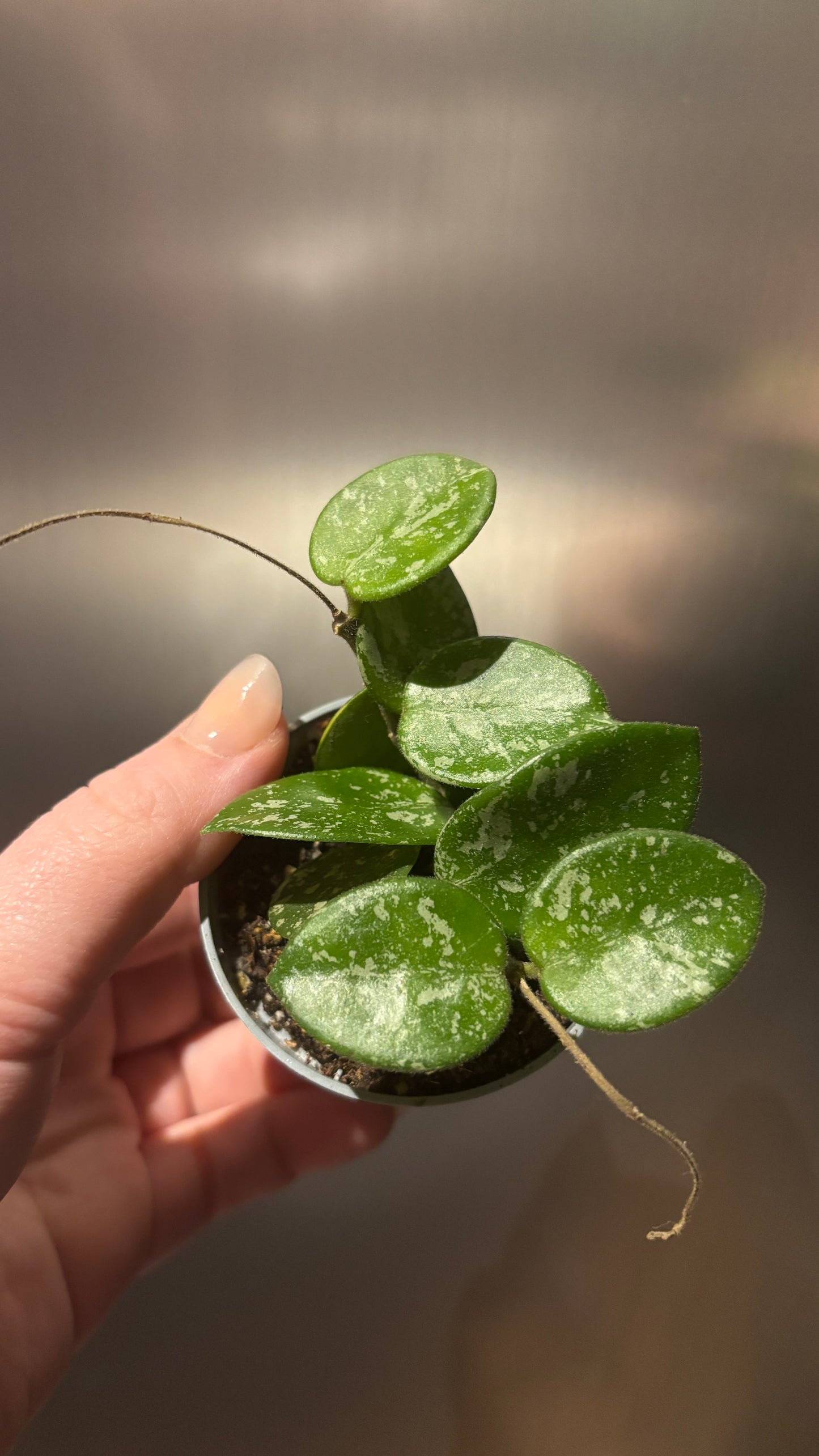 Hoya Mathilde Splash 6cm