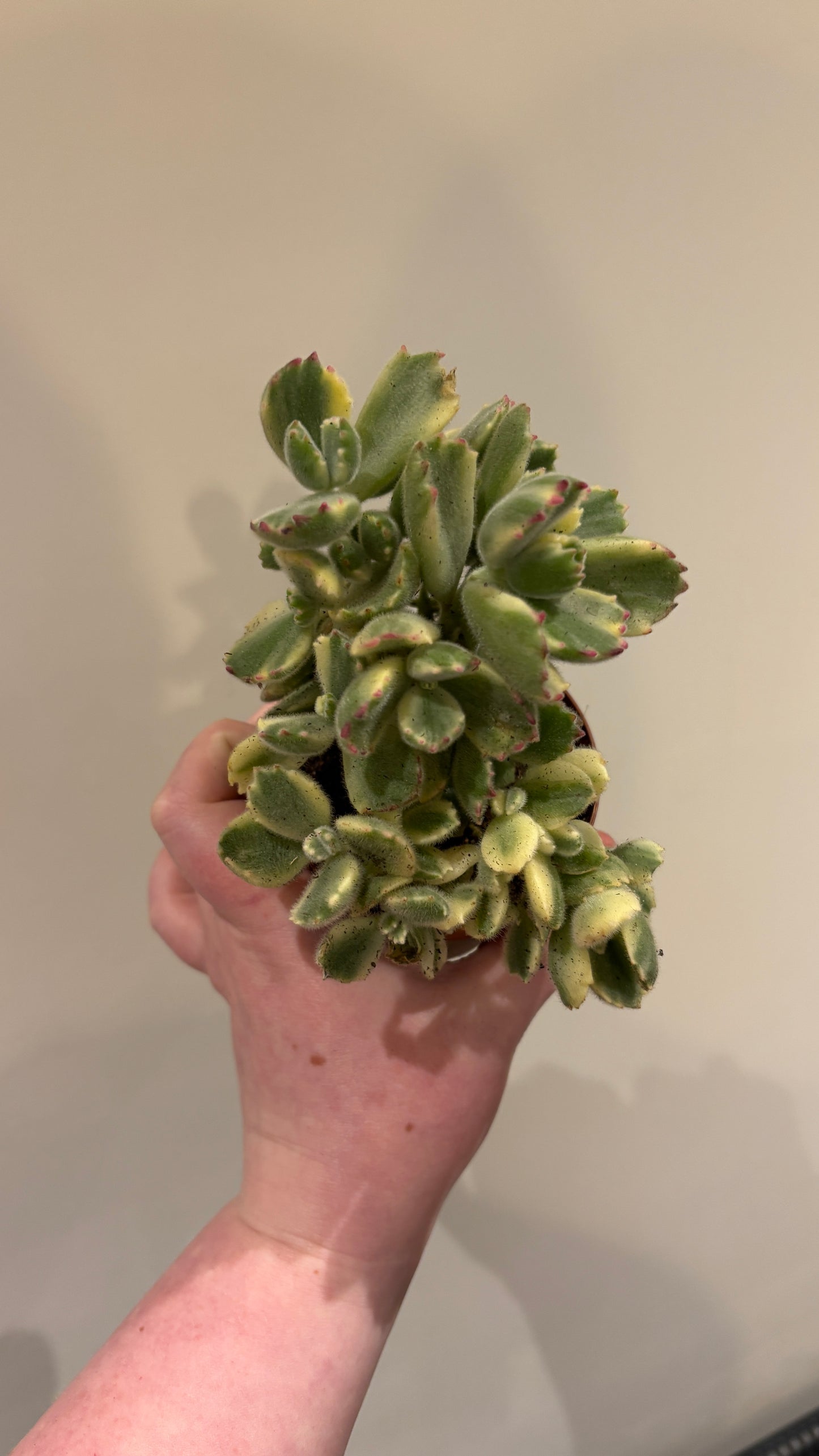 Cotyledon Ladysmithiensis  Varigata 'Variegated Bears Paw' Succulent in 8.5cm pot