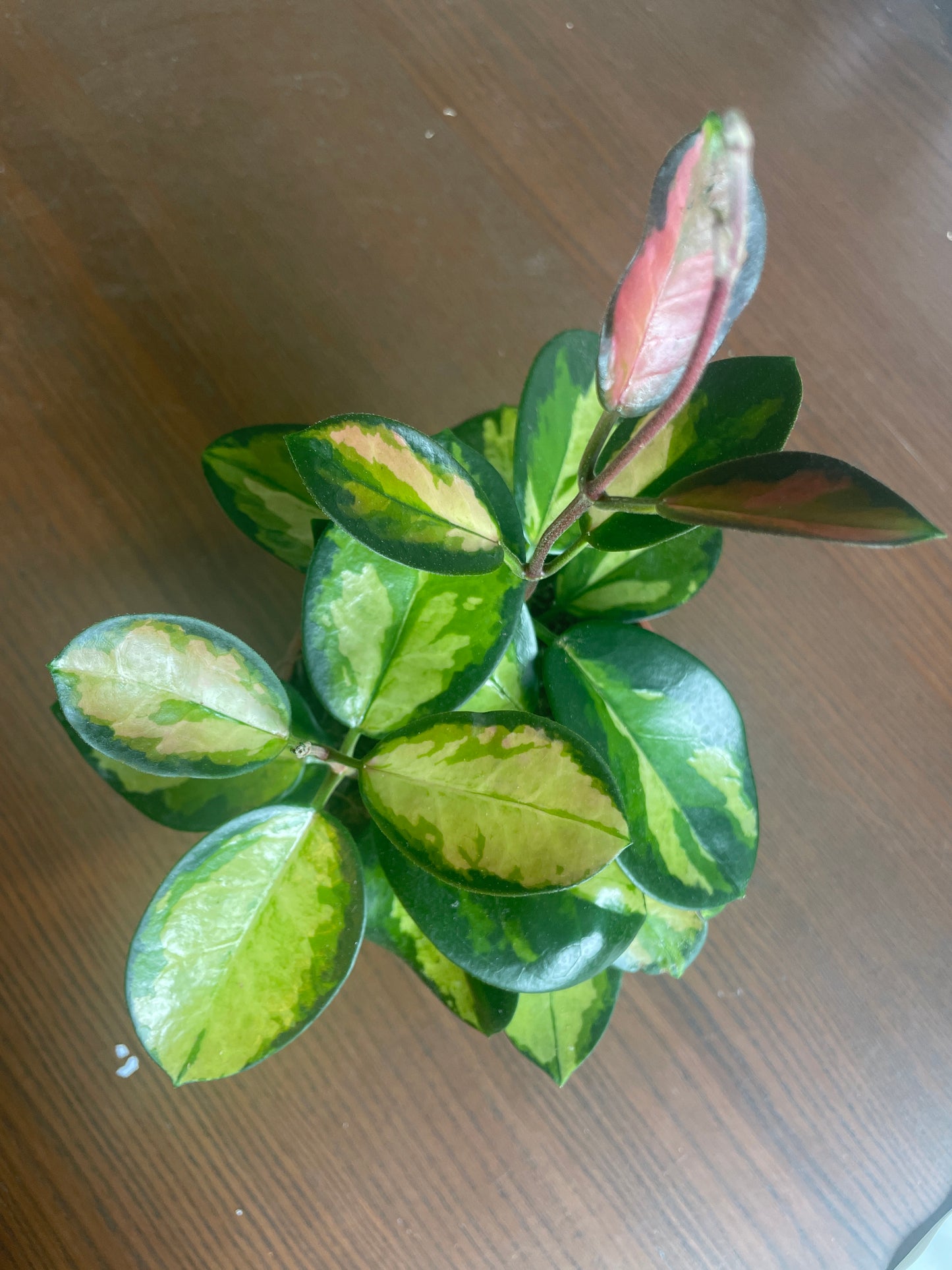 Hoya Australis Lisa