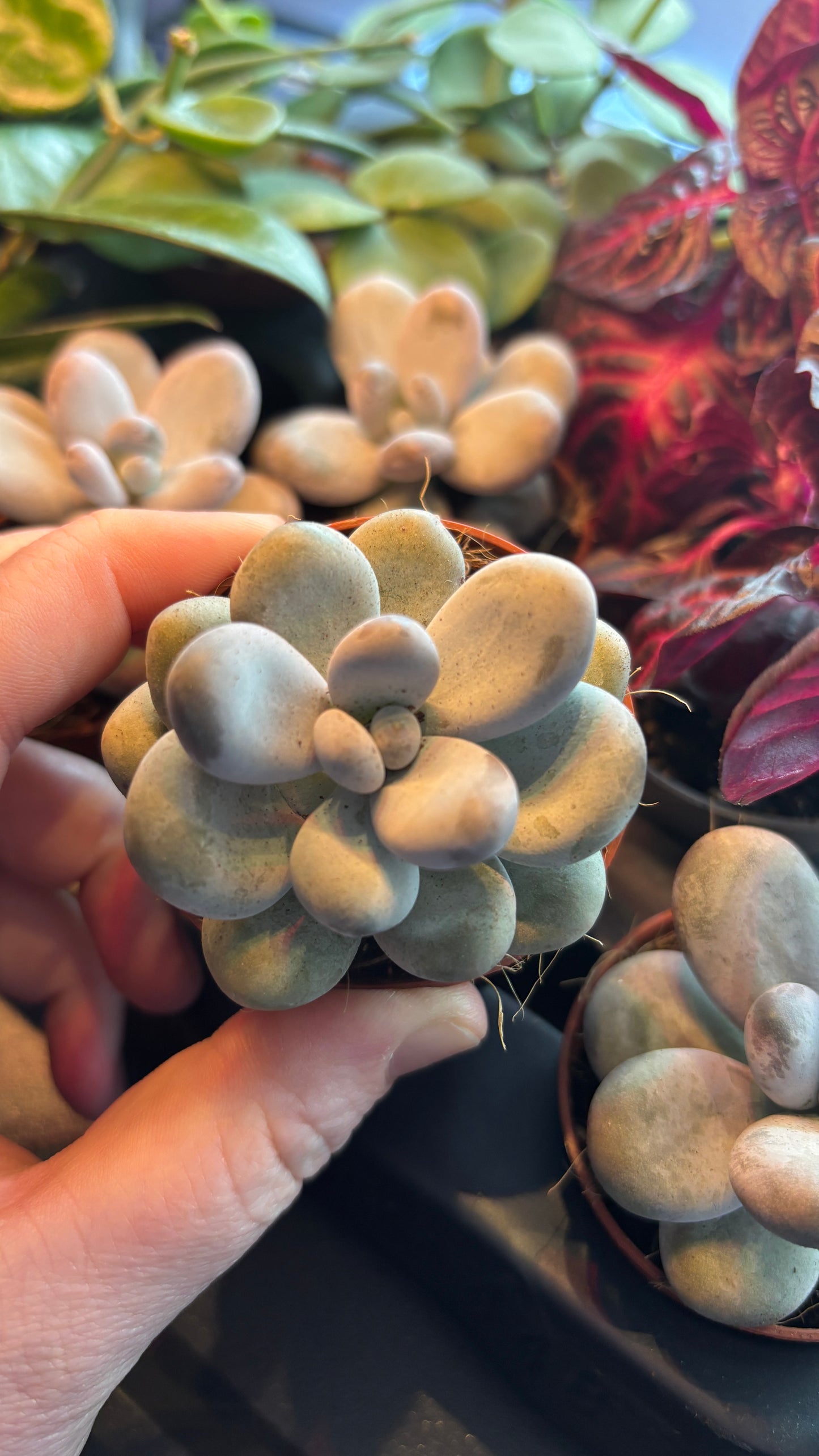 Pachyphythum oviferum 6cm pot