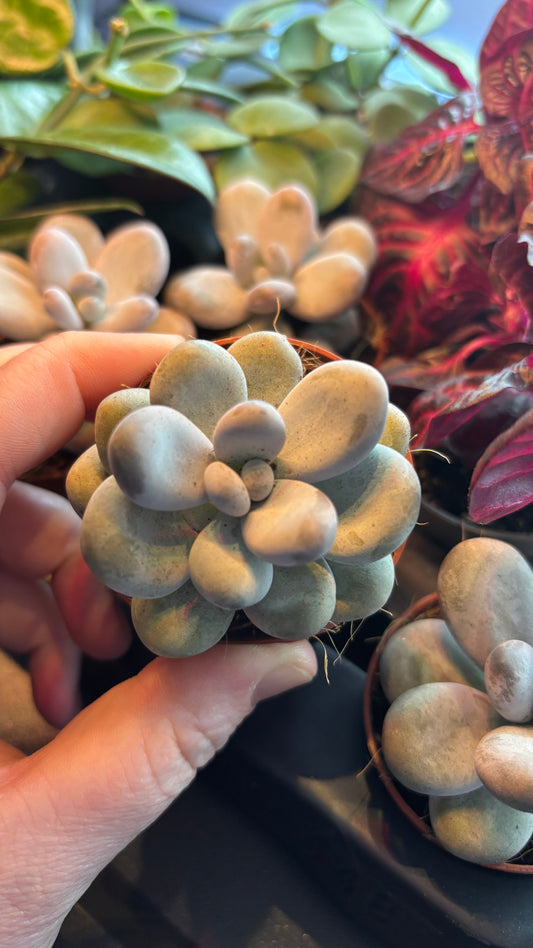 Pachyphythum oviferum 6cm pot