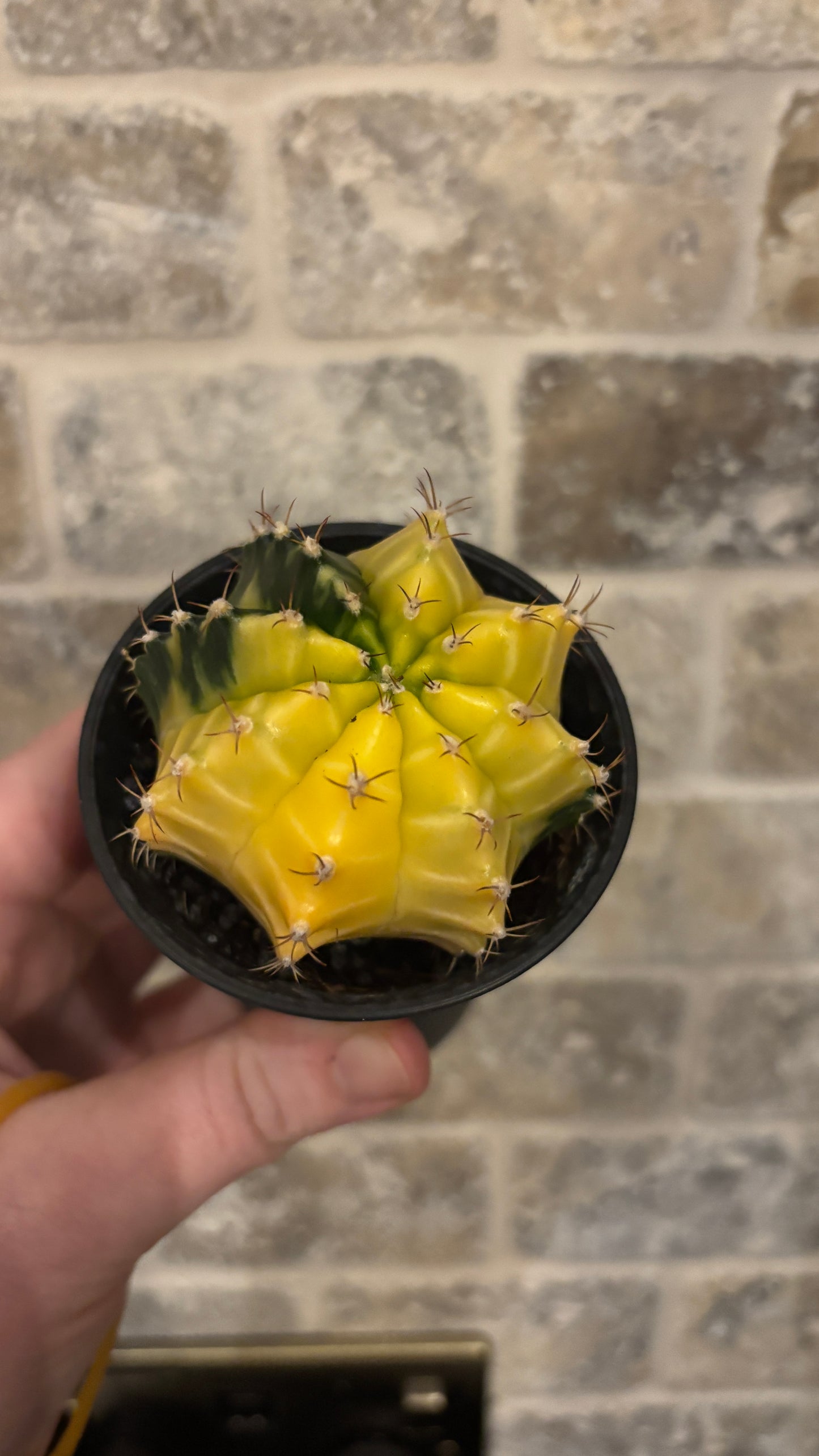 Gymnocalycium Variegated cactus