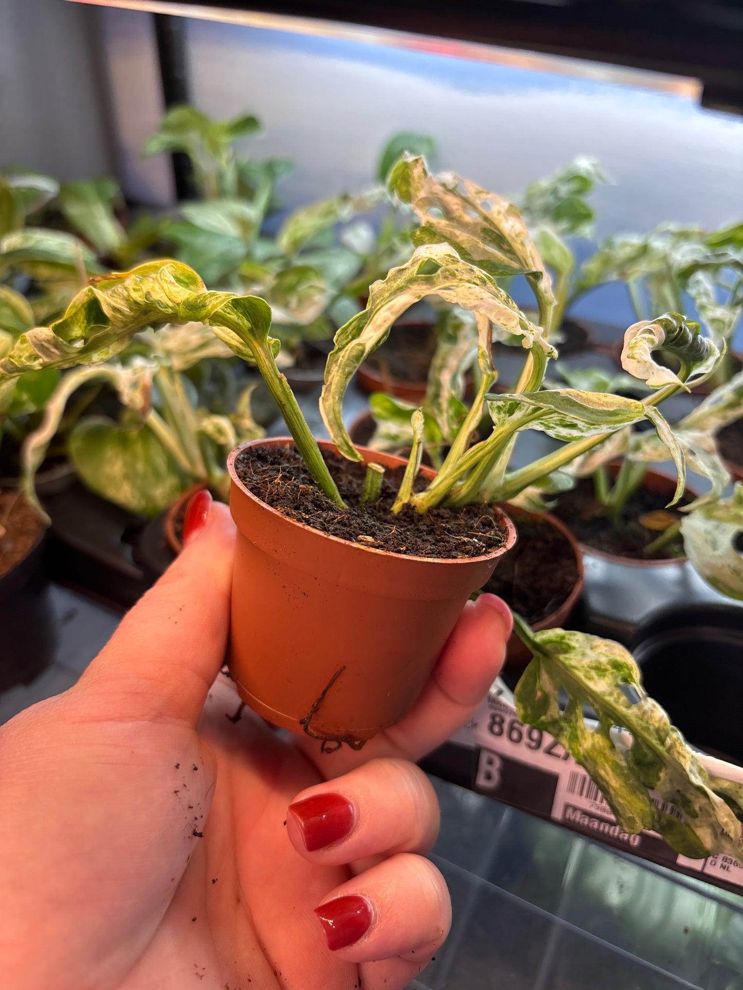 Monstera adansonii frozen freckles 6cm pot