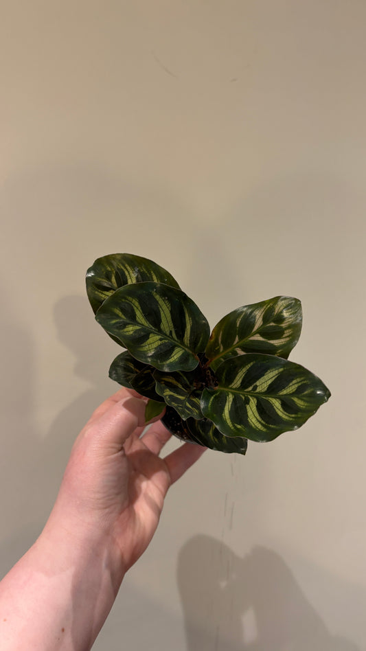 Calatheas 6cm pot