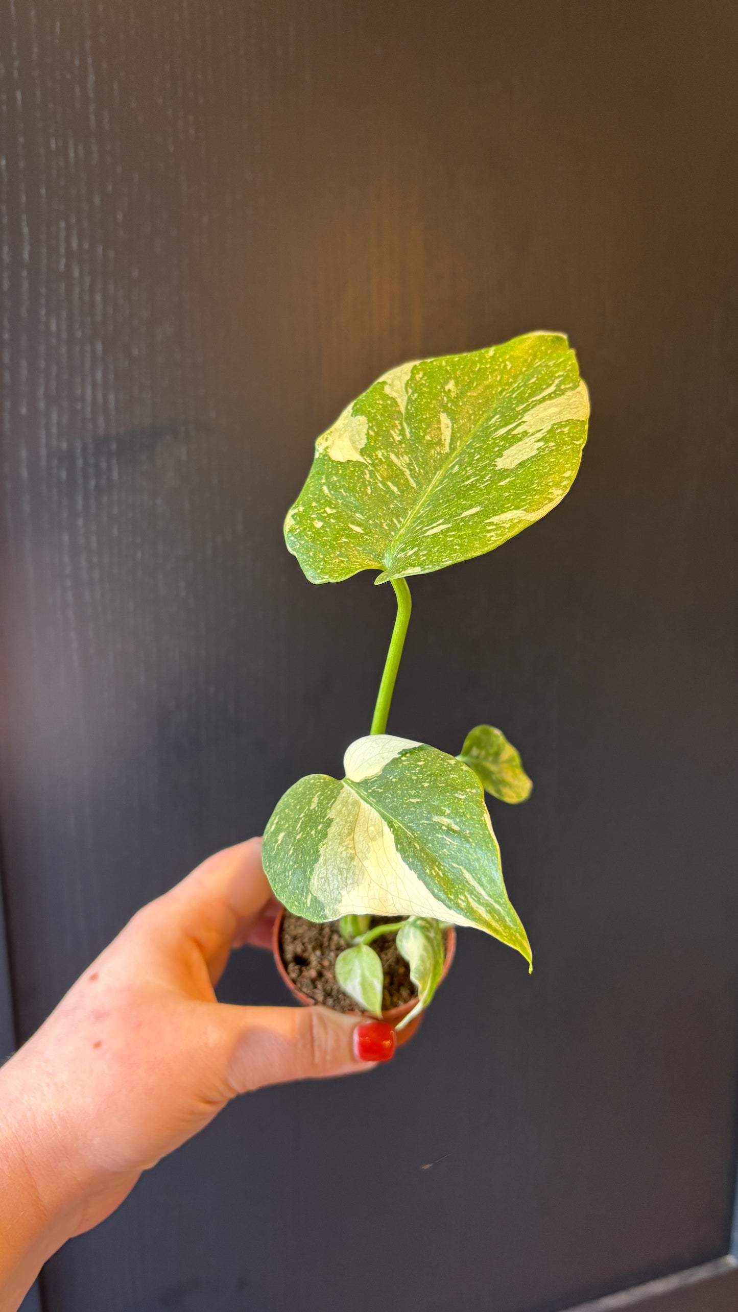 Monstera Thai Constellation 6cm pot- most ready to upgrade pot size (grab a bargain!)