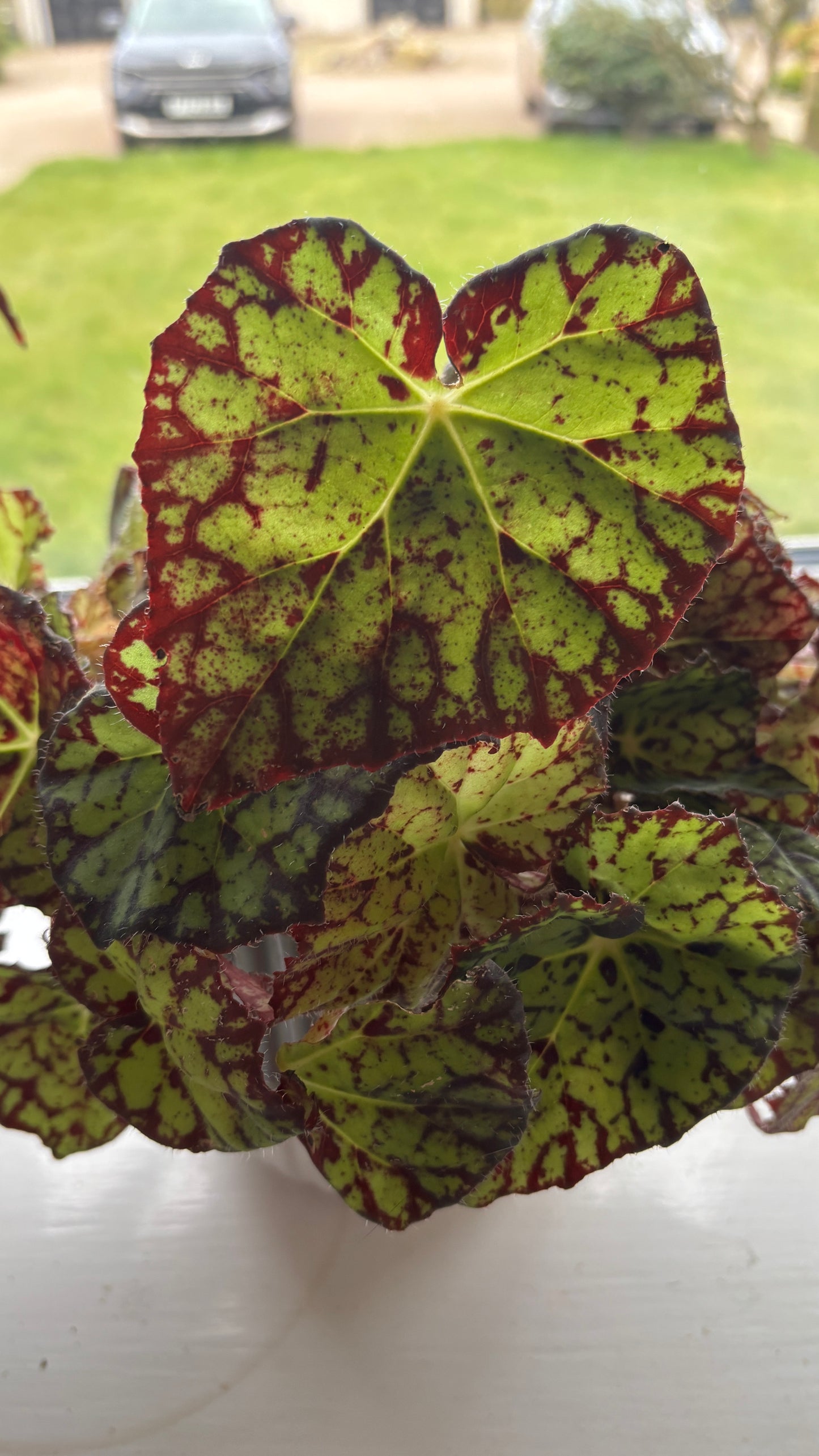 Begonia single leaf unrooted snippet