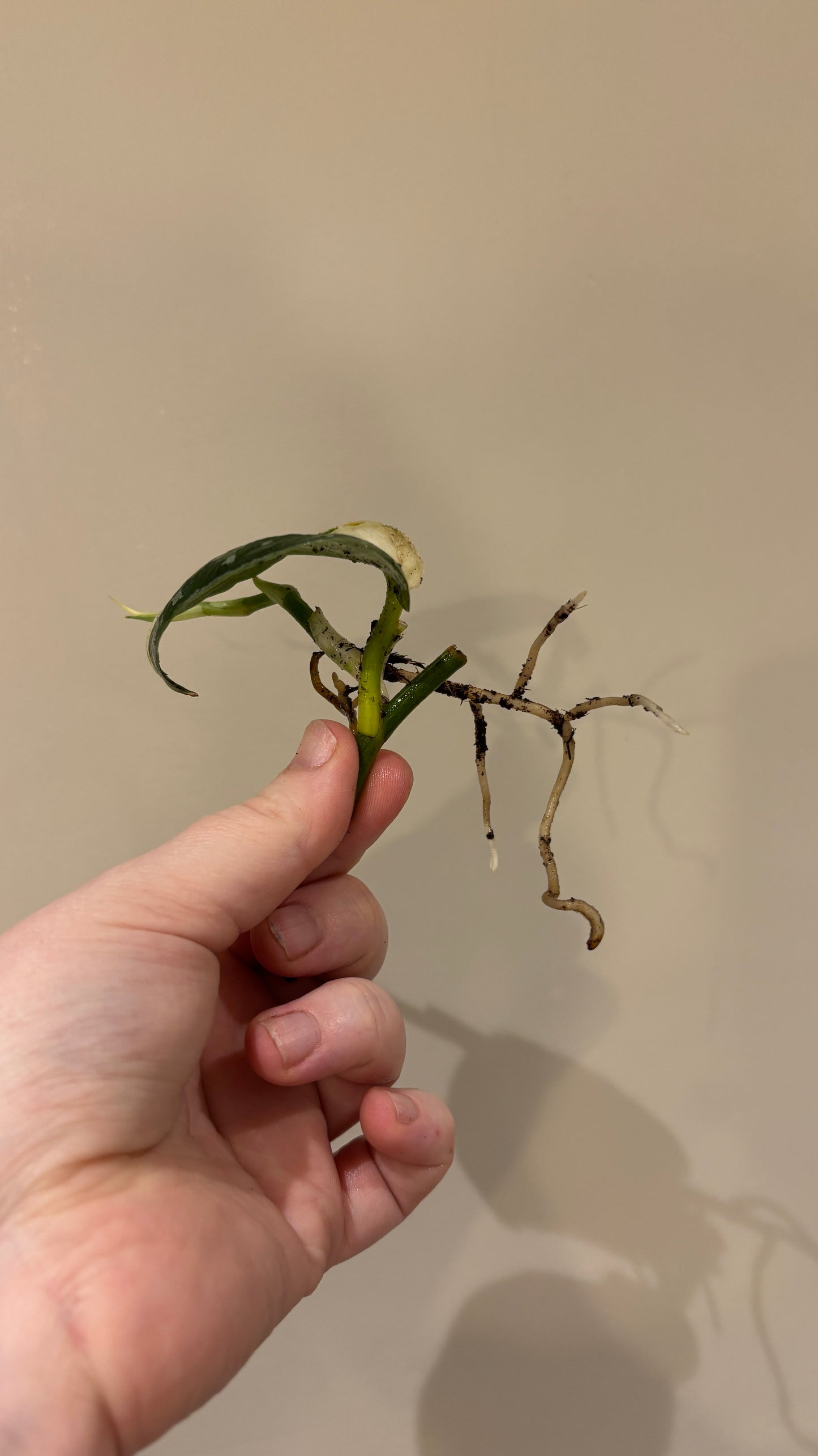 Scindapsus mayari variegated rooted cutting