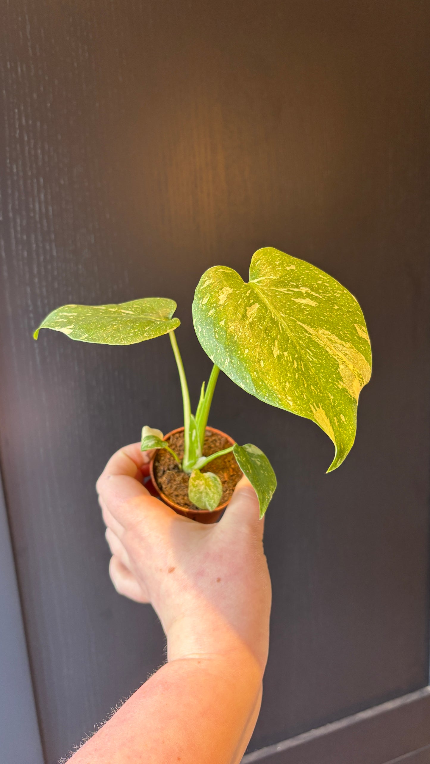 Monstera Thai Constellation 6cm pot- most ready to upgrade pot size (grab a bargain!)