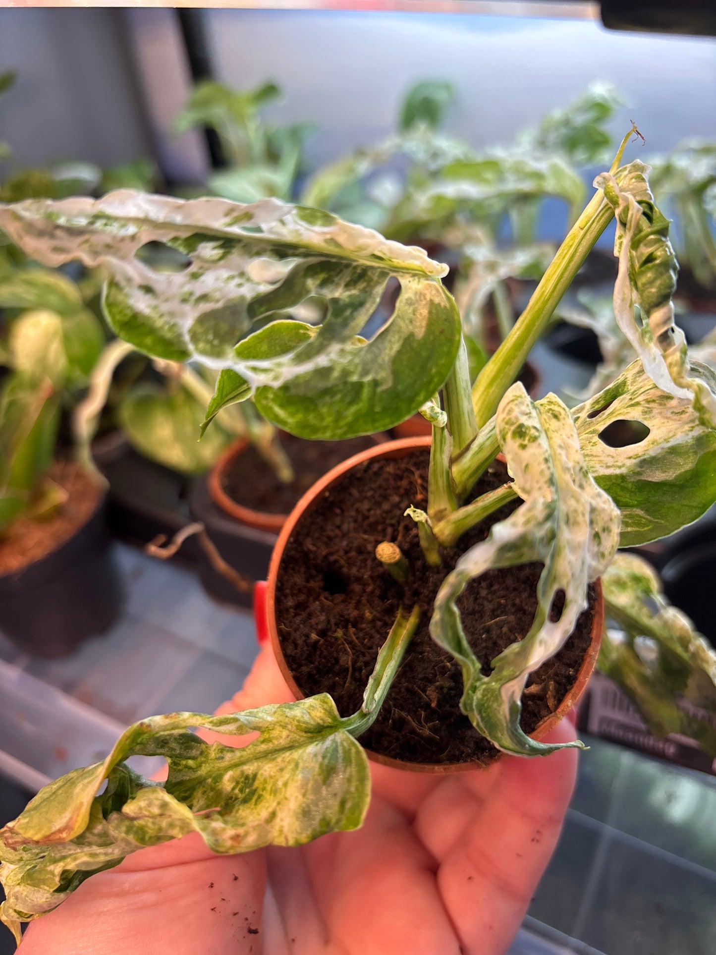 Monstera adansonii frozen freckles 6cm pot