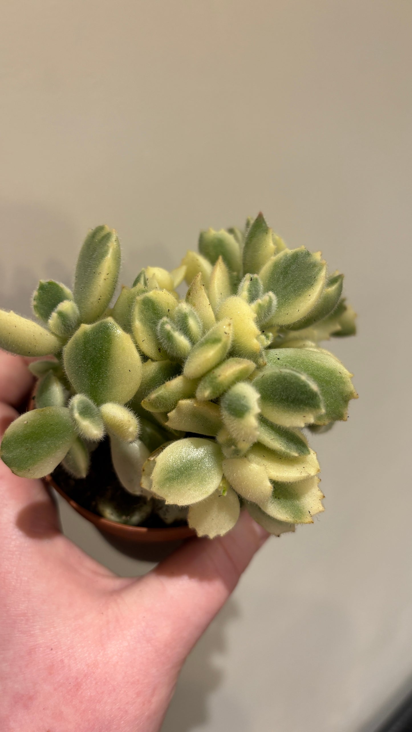 Cotyledon Ladysmithiensis  Varigata 'Variegated Bears Paw' Succulent in 8.5cm pot