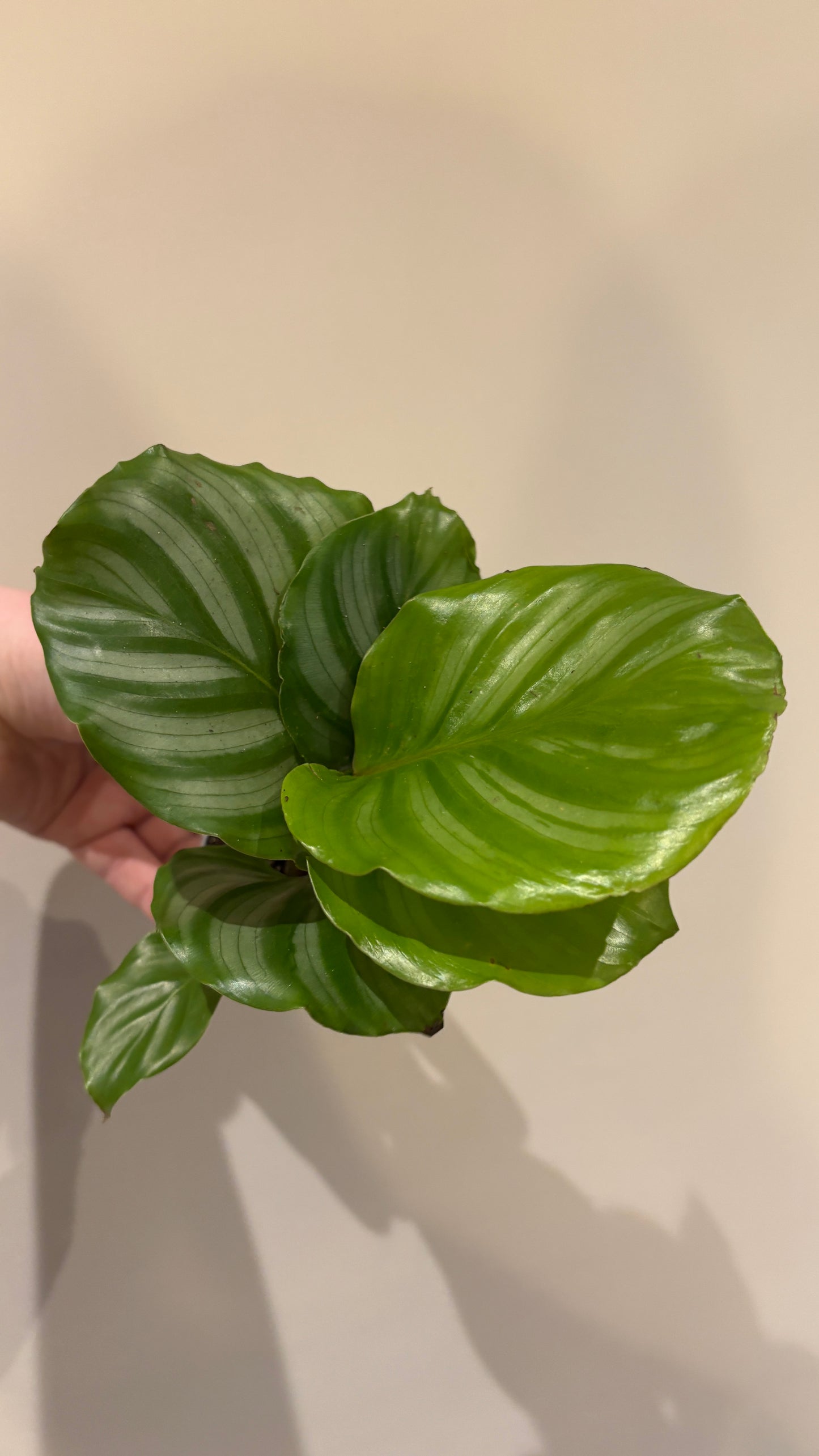 Calatheas 6cm pot