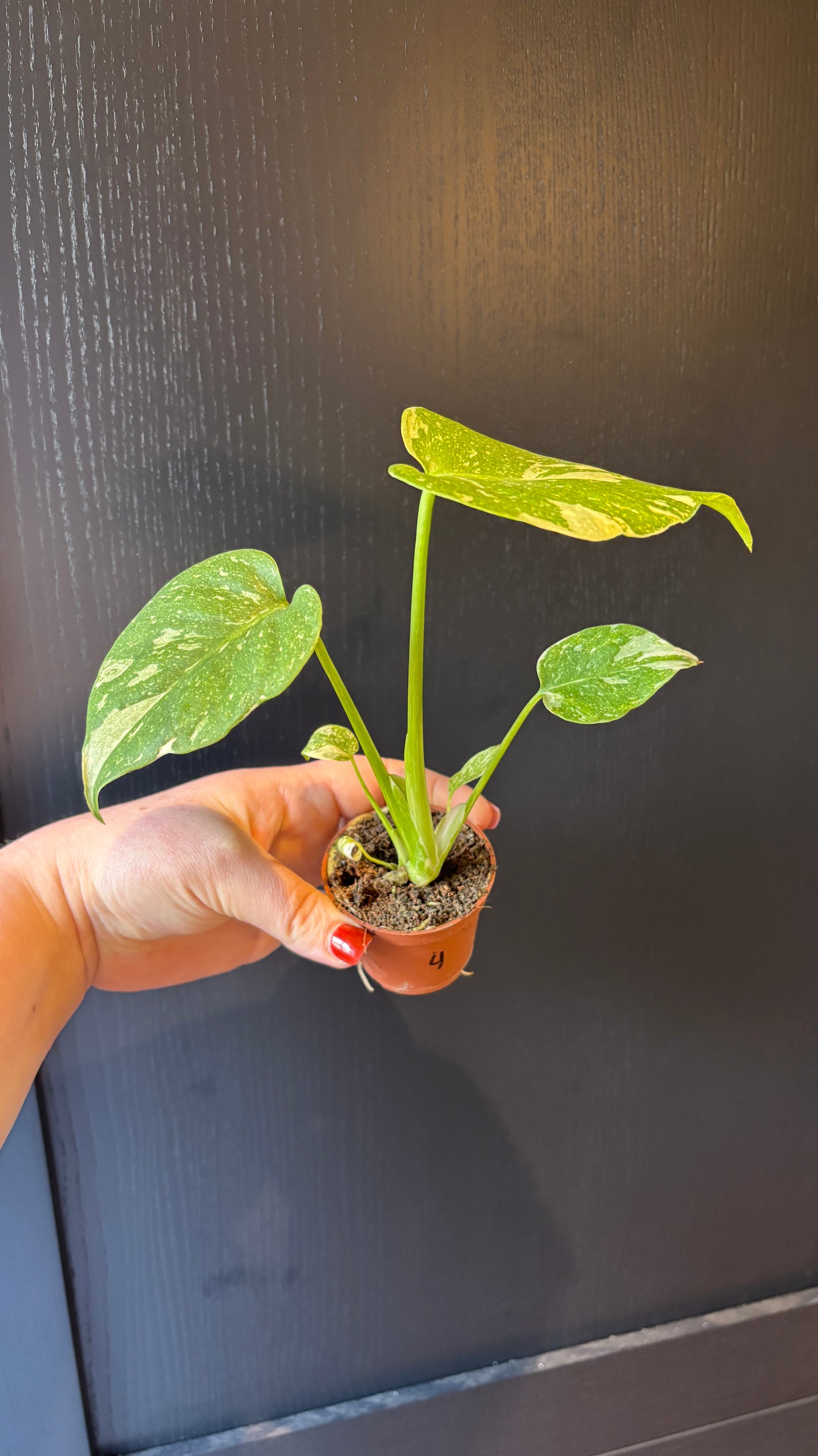 Monstera Thai Constellation 6cm pot- most ready to upgrade pot size (grab a bargain!)