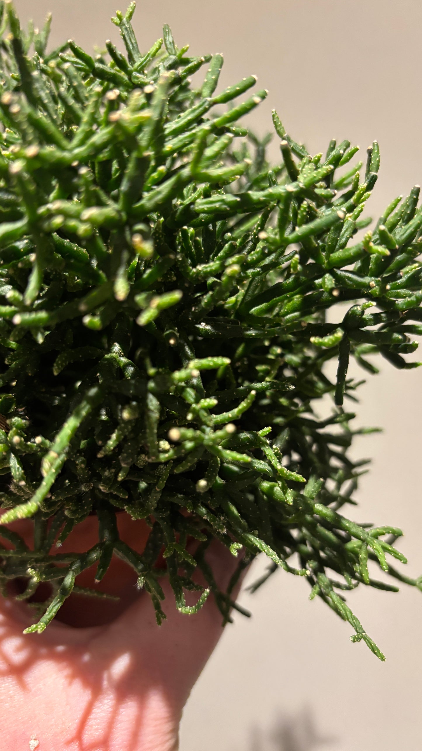 Hatiora dancing bone cactus