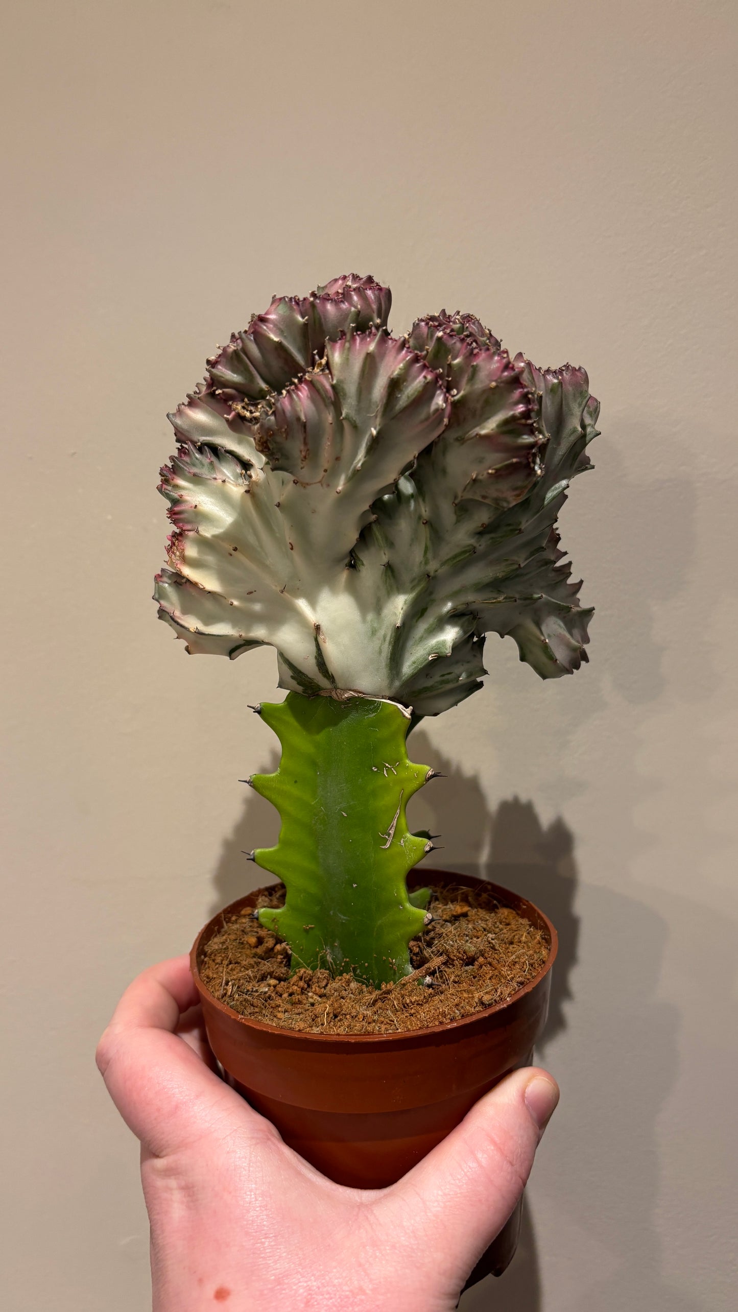 Euphorbia Lactea