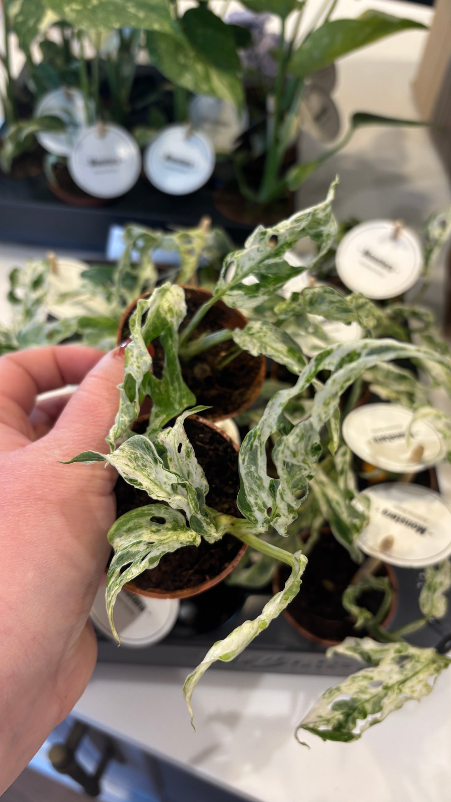 Monstera adansonii frozen freckles 6cm pot