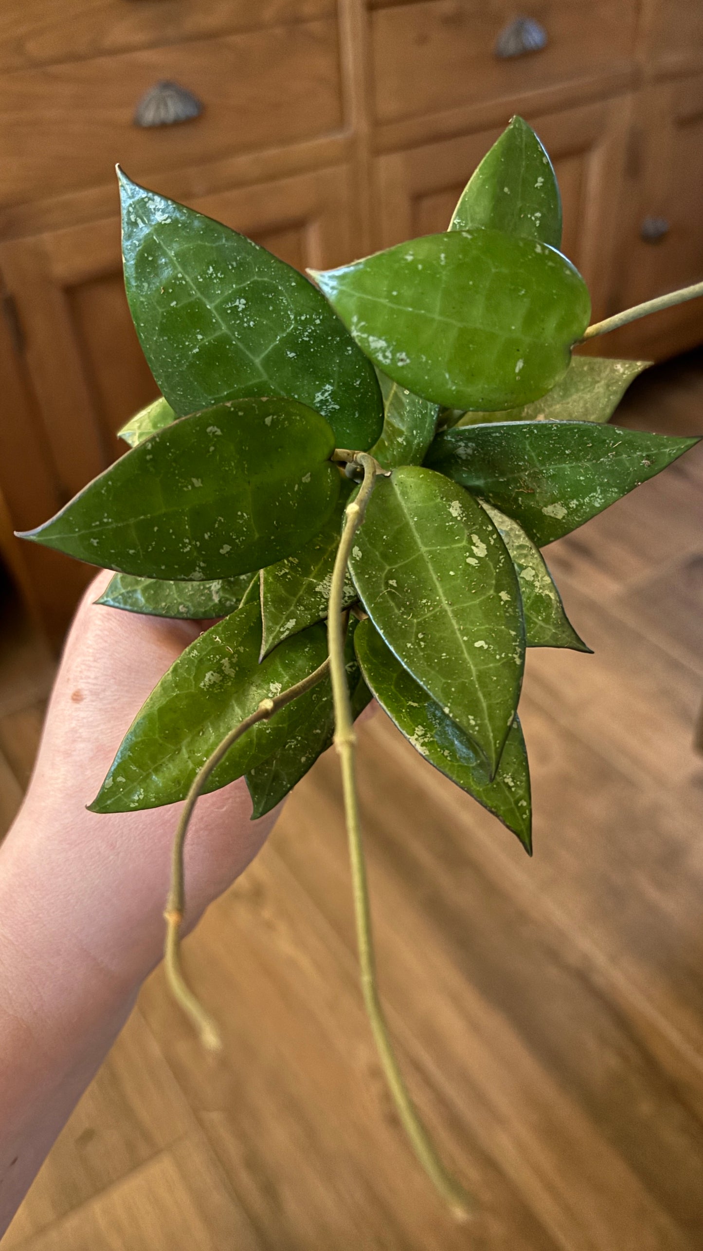 Hoya black margin splash 6cm