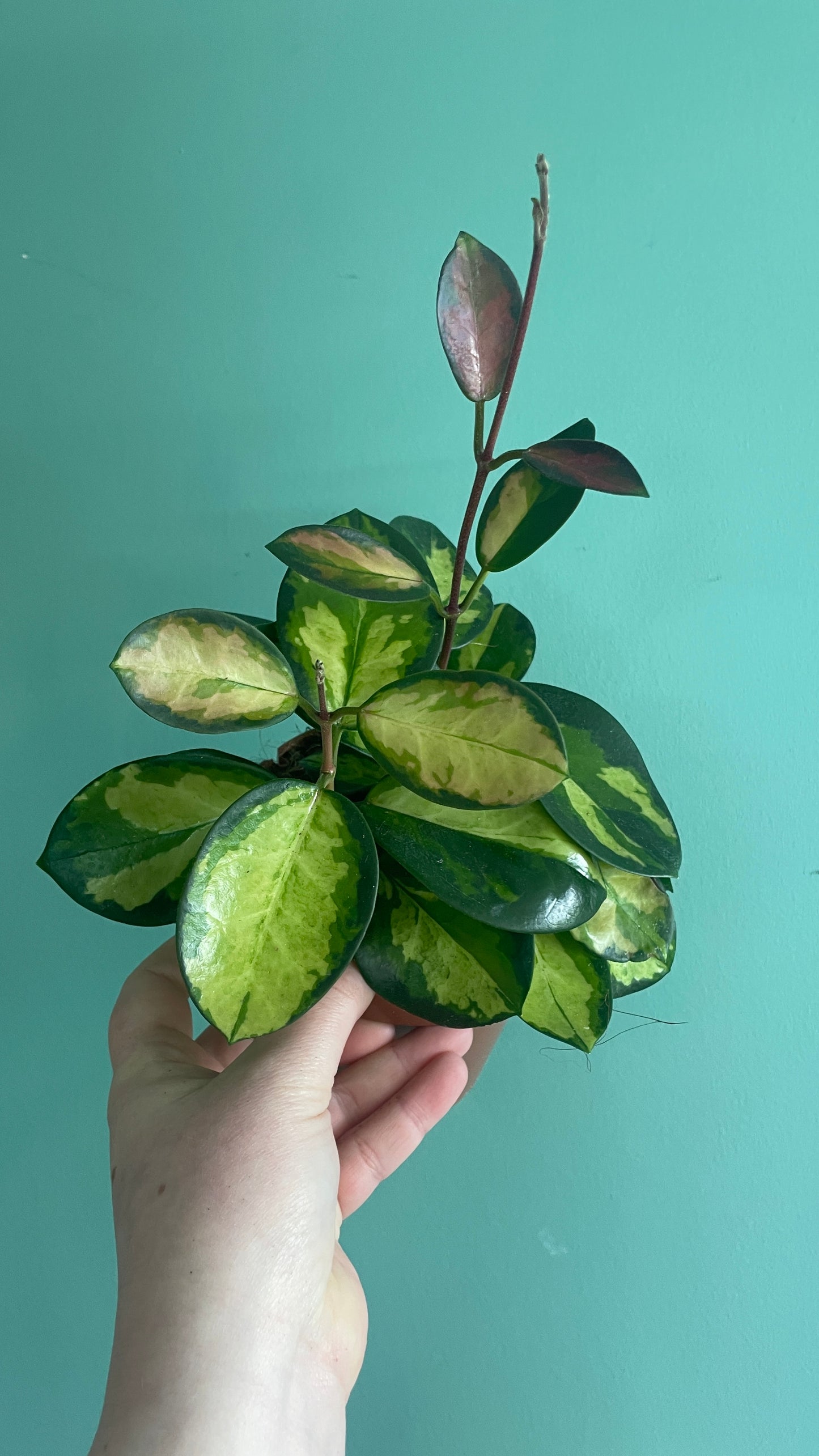 Hoya Australis Lisa