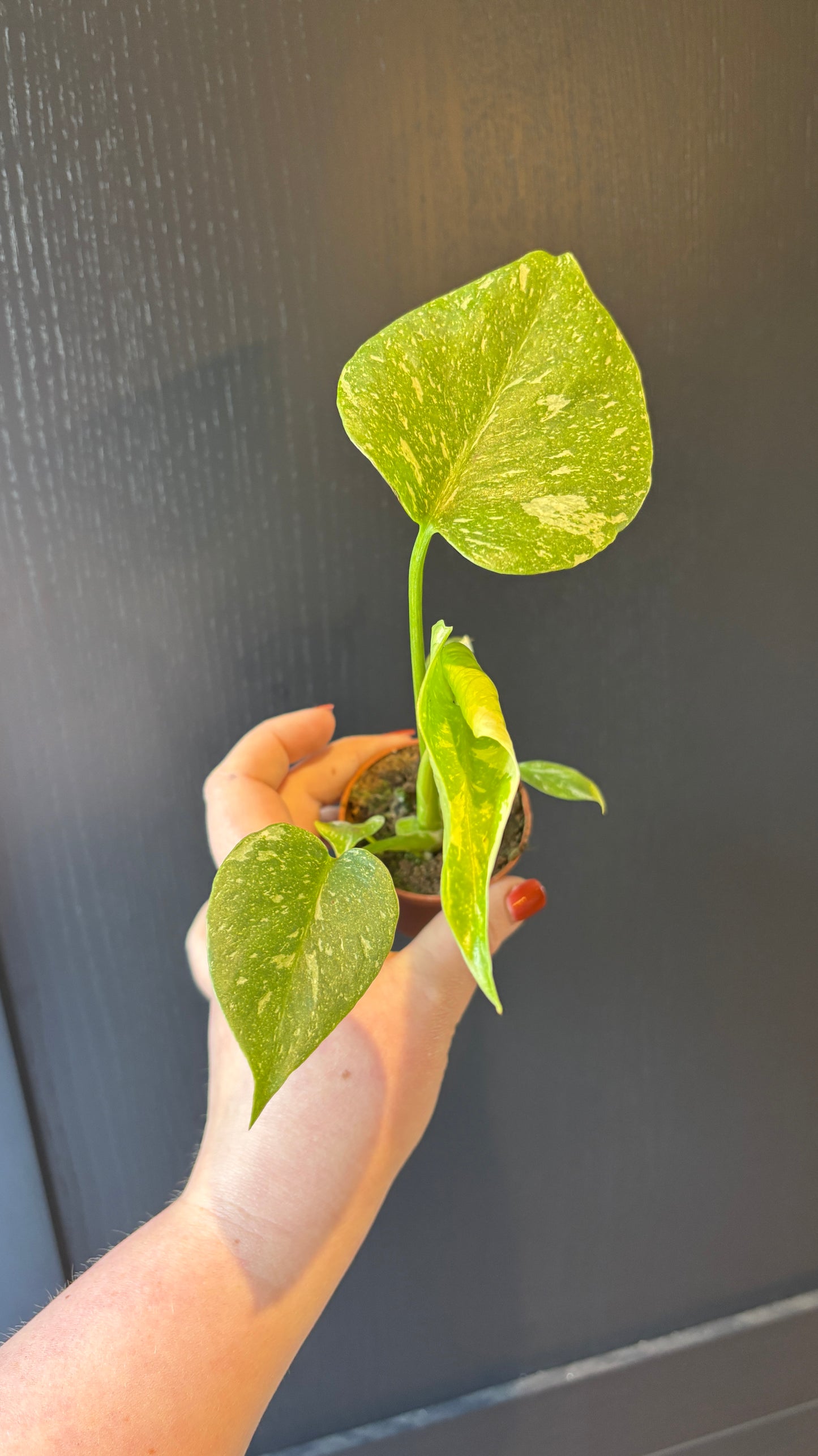 Monstera Thai Constellation 6cm pot- most ready to upgrade pot size (grab a bargain!)