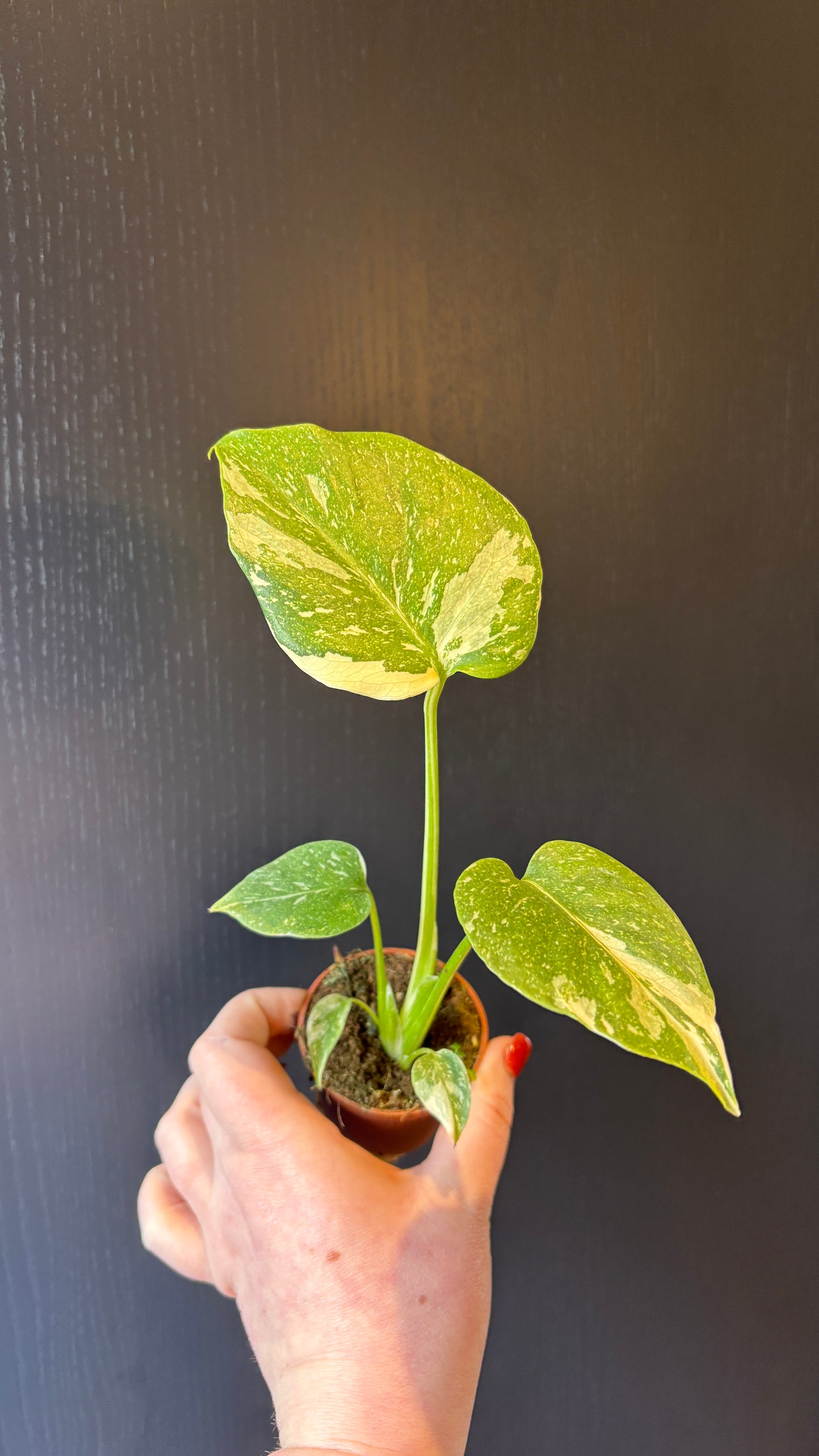 Monstera Thai Constellation 6cm pot- most ready to upgrade pot size (grab a bargain!)