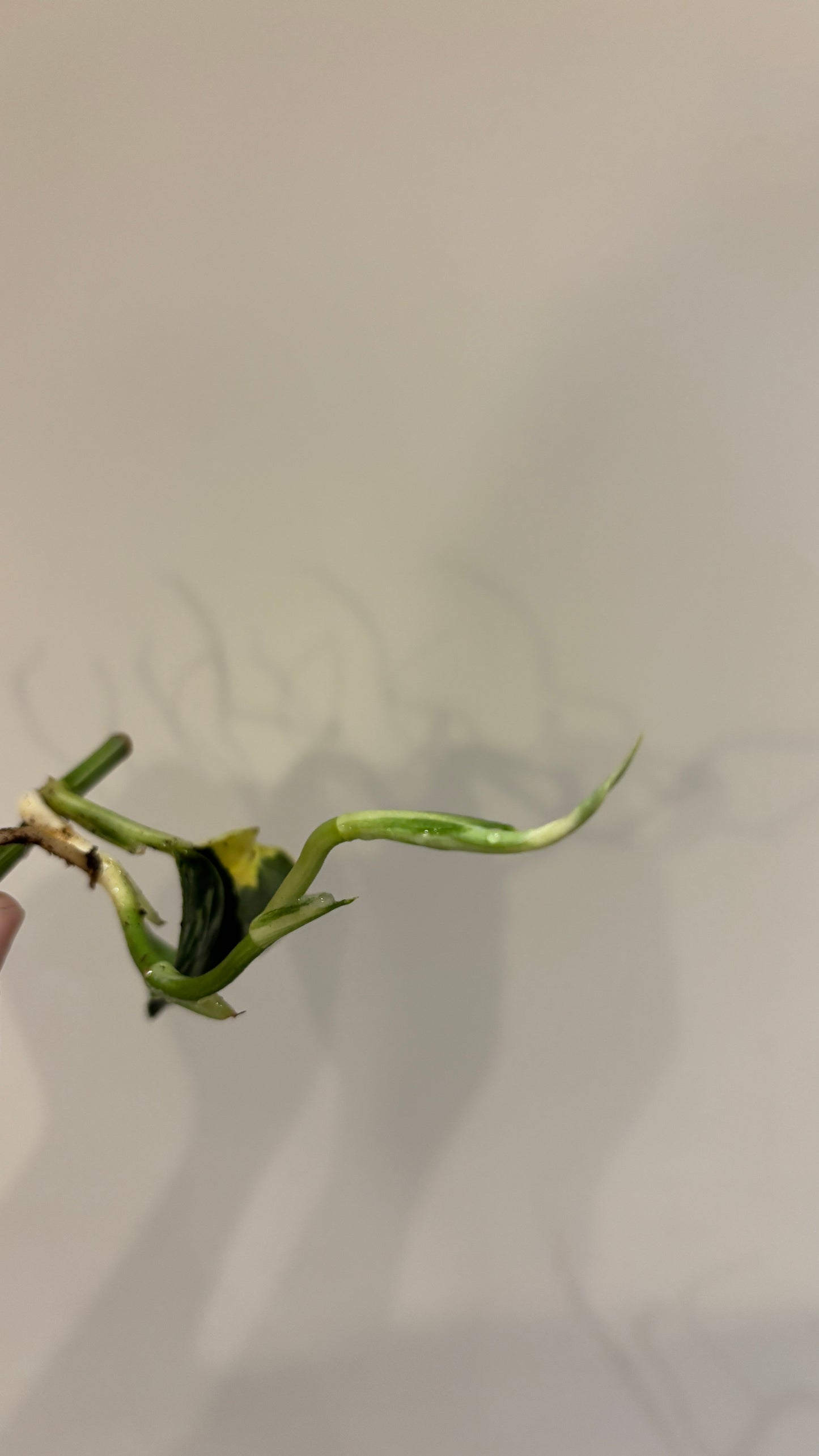 Scindapsus mayari variegated rooted cutting