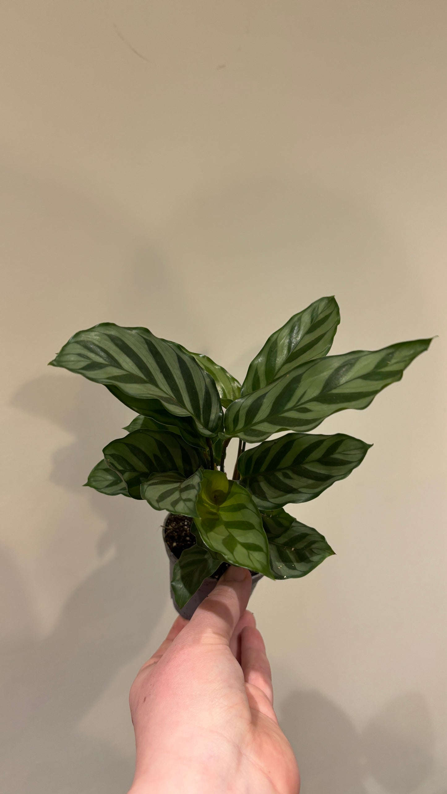 Calatheas 6cm pot