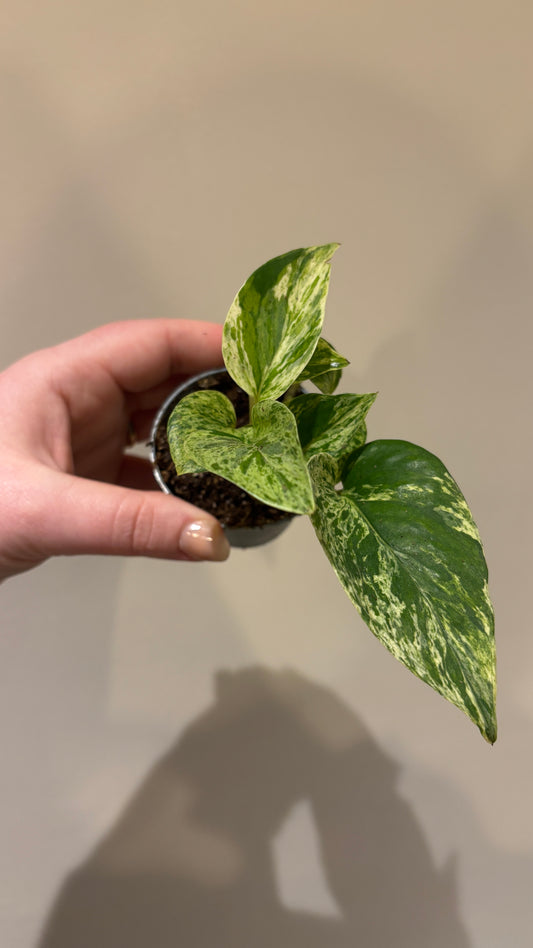 Scindapsus Marble Queen 6cm