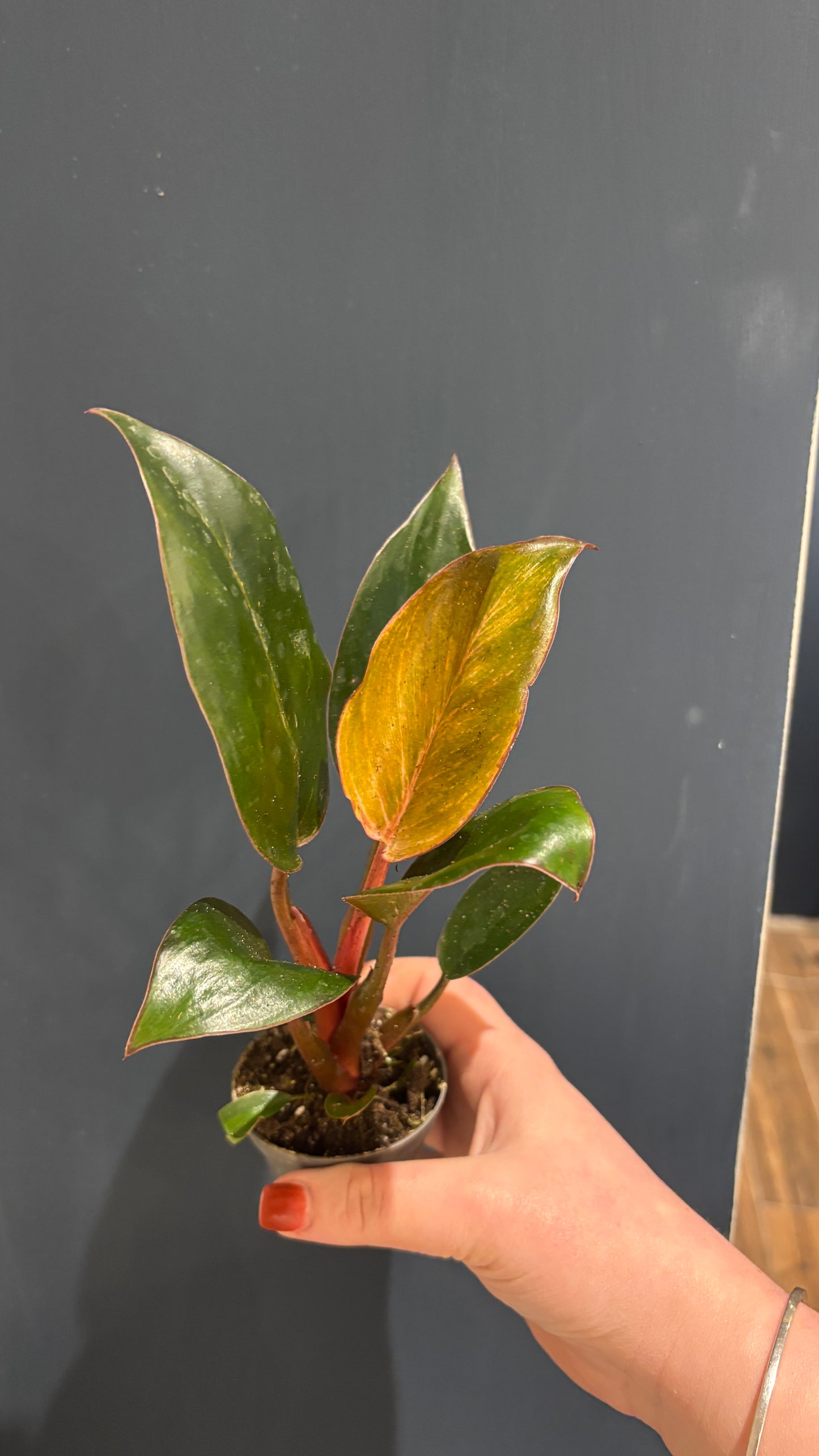 Philodendron pink Birkin 6cm pot