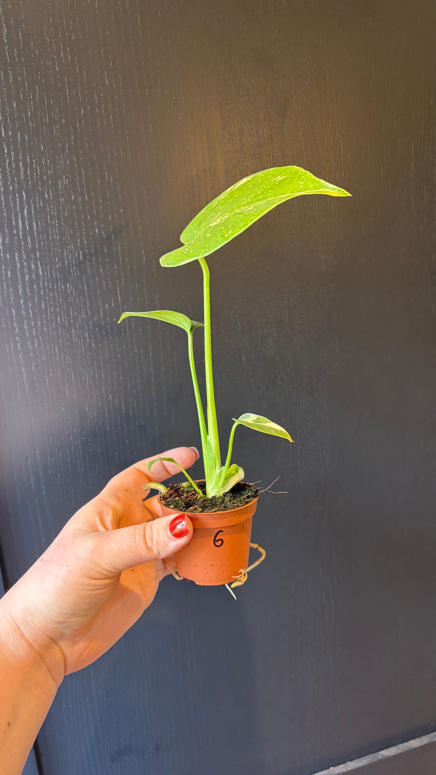 Monstera Thai Constellation 6cm pot- most ready to upgrade pot size (grab a bargain!)